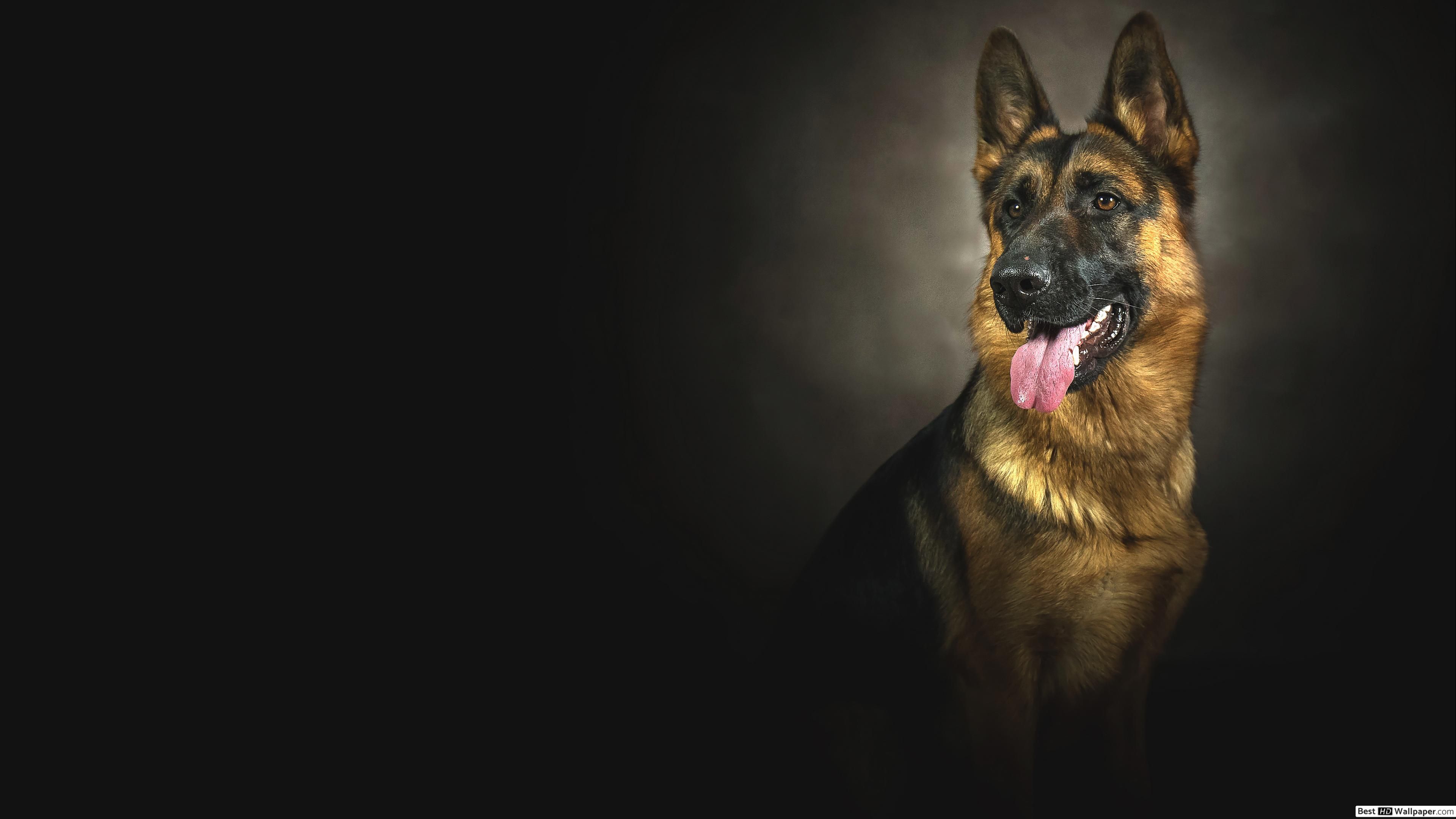 German shepherd took out the tongue HD wallpaper download