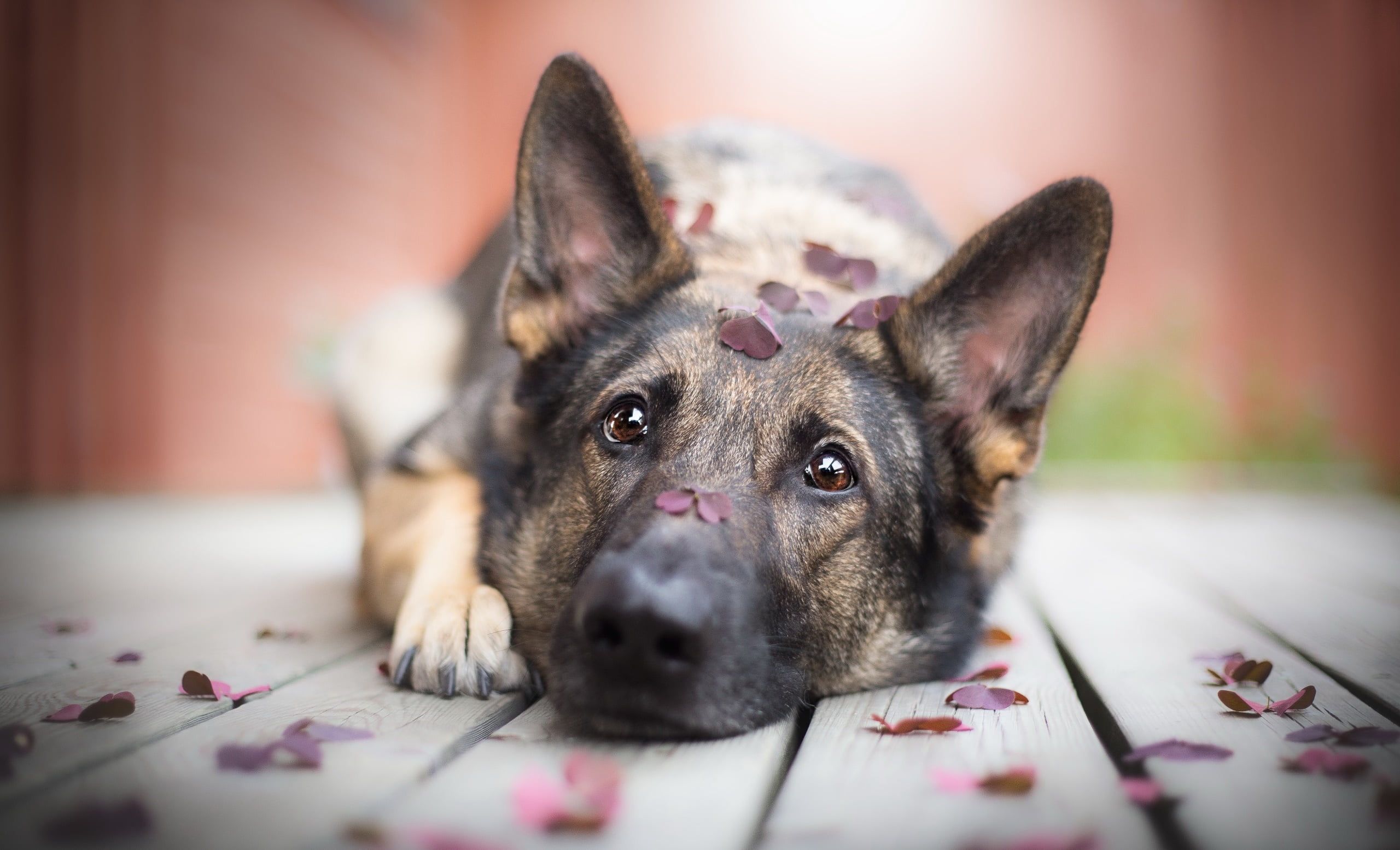 Adult German shepherd with flower petals HD wallpaper. Wallpaper