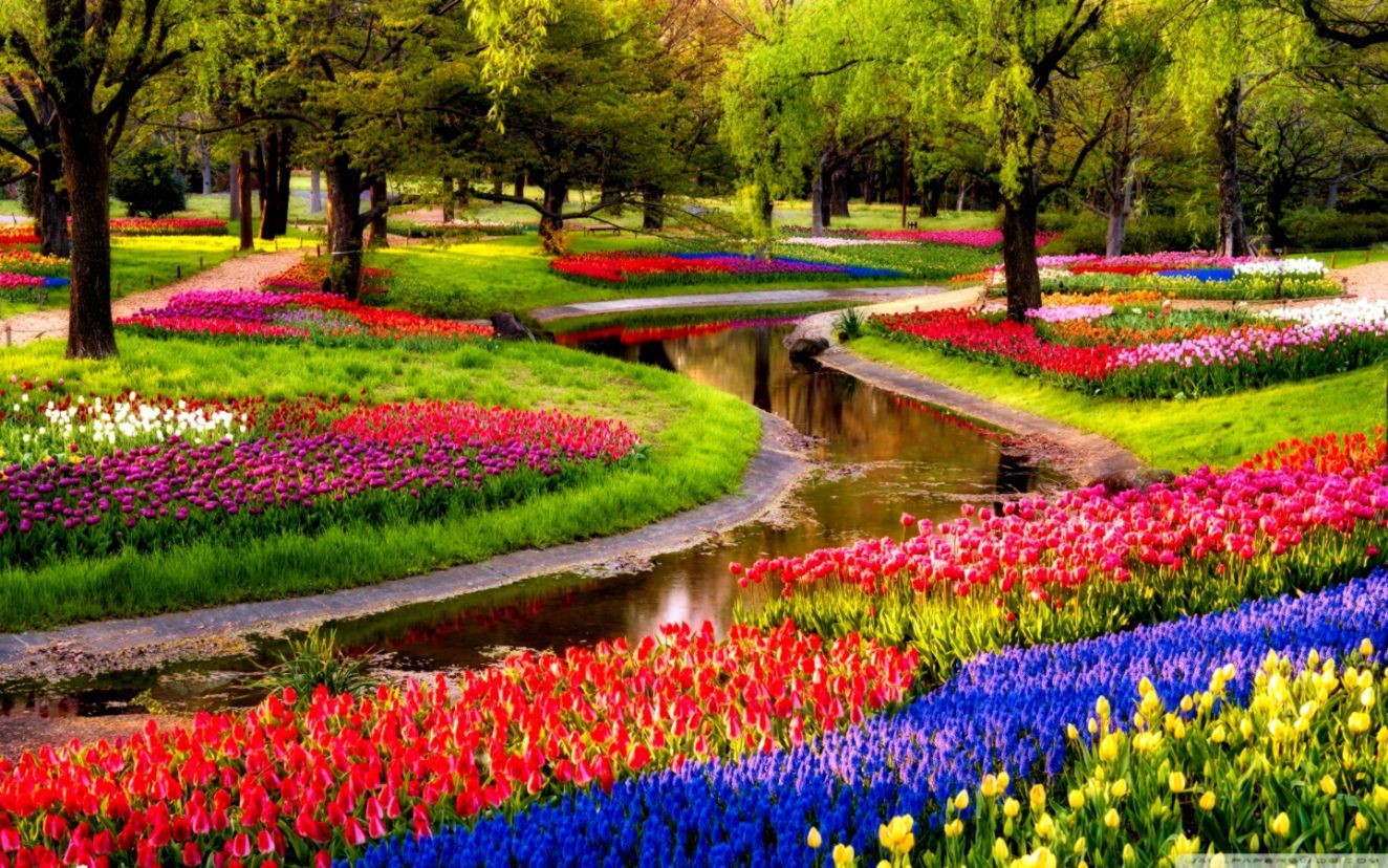 Beautiful Tulip Garden View Wallpaper