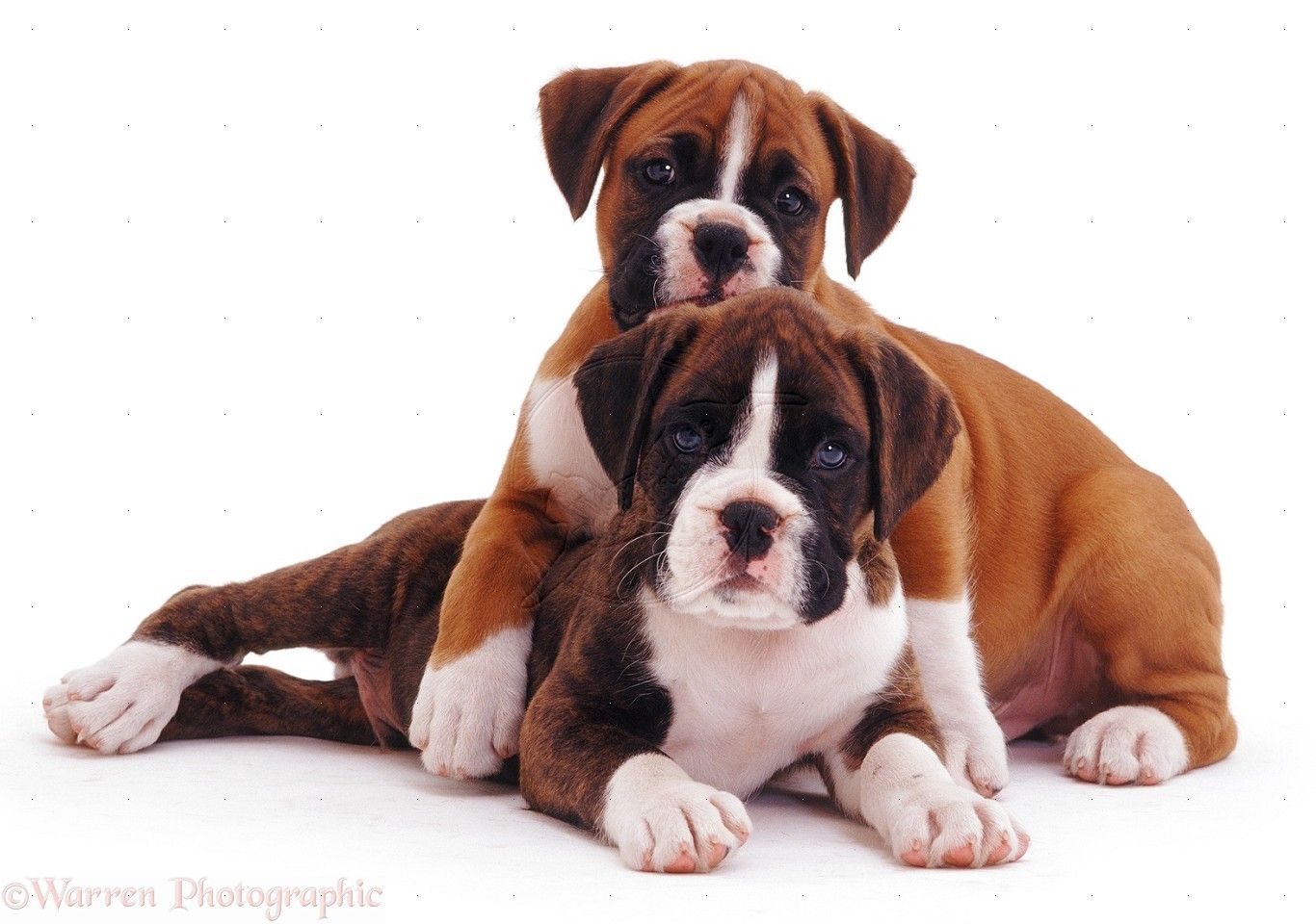 Boxer Puppy Wallpaper