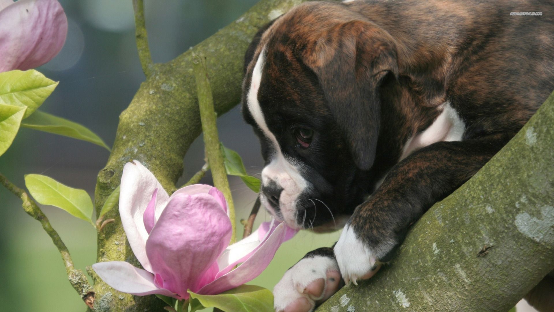 Desktop german shepherd puppies pics download