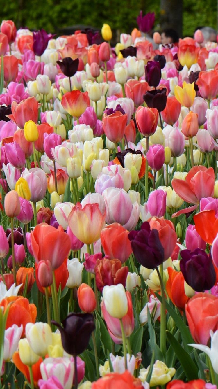 Spring, Garden Flowers, Colorful Tulips 750x1334 IPhone 8 7 6 6S