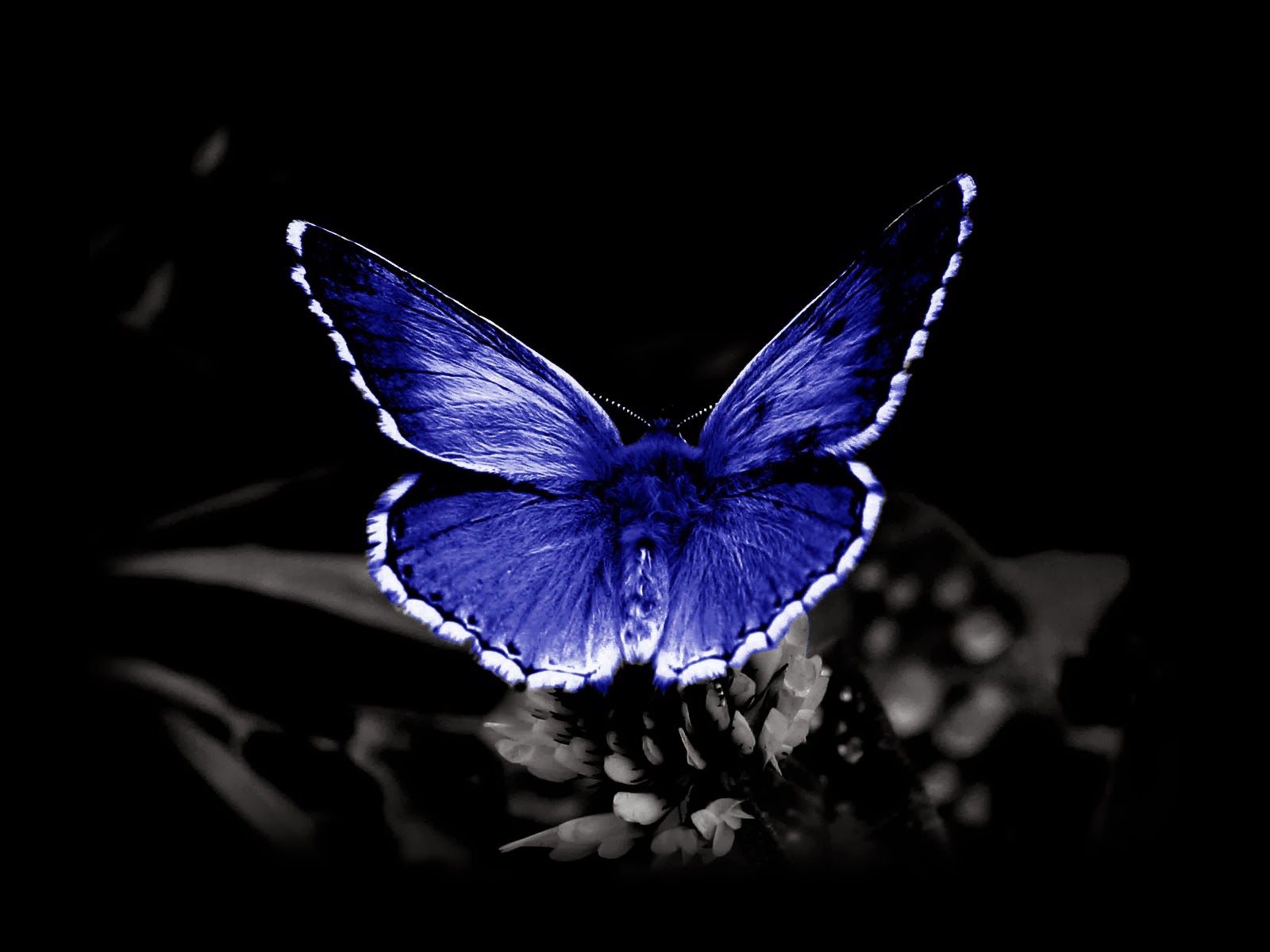 Free download butterfly desktop background butterfly wallpaper