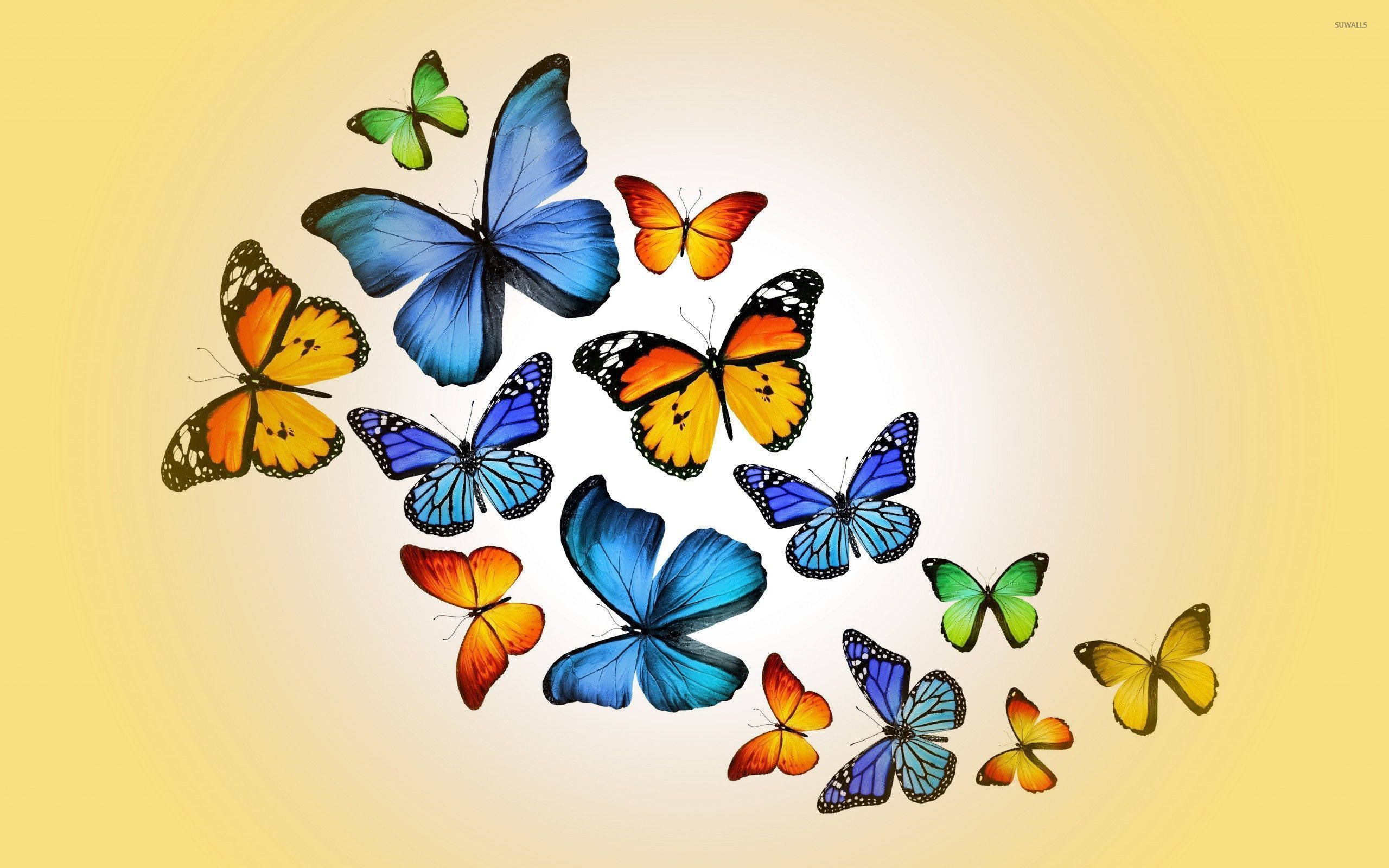 Orange and blue butterflies wallpaper wallpaper