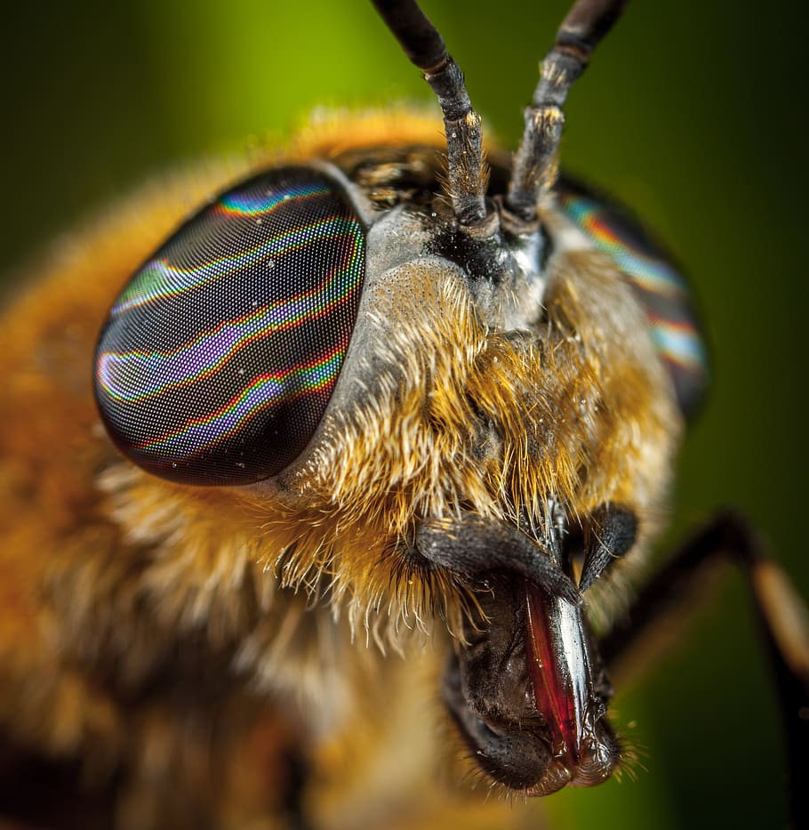 HD Wallpaper: Close Up Photo Of Insect, Bee, Bug, Eyes, Hairy