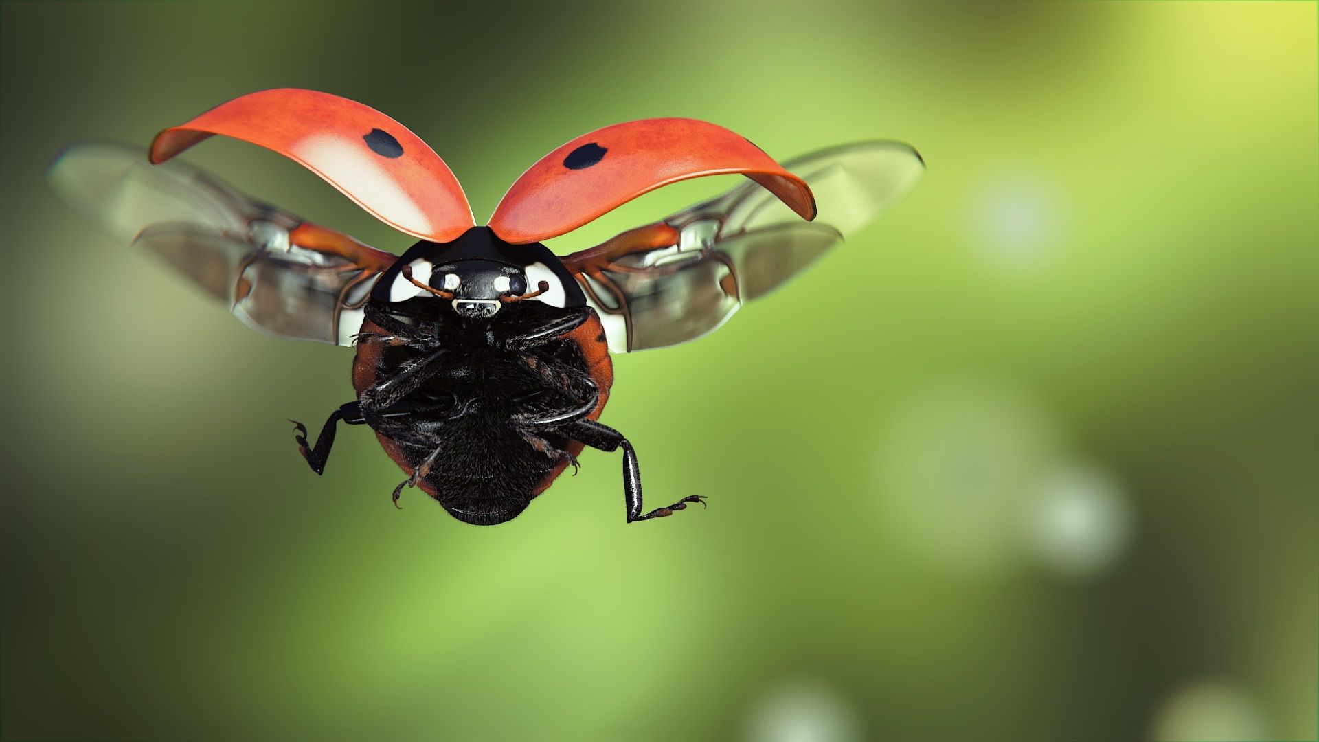 Wallpaper Ladybug flight, wings, insect macro photography