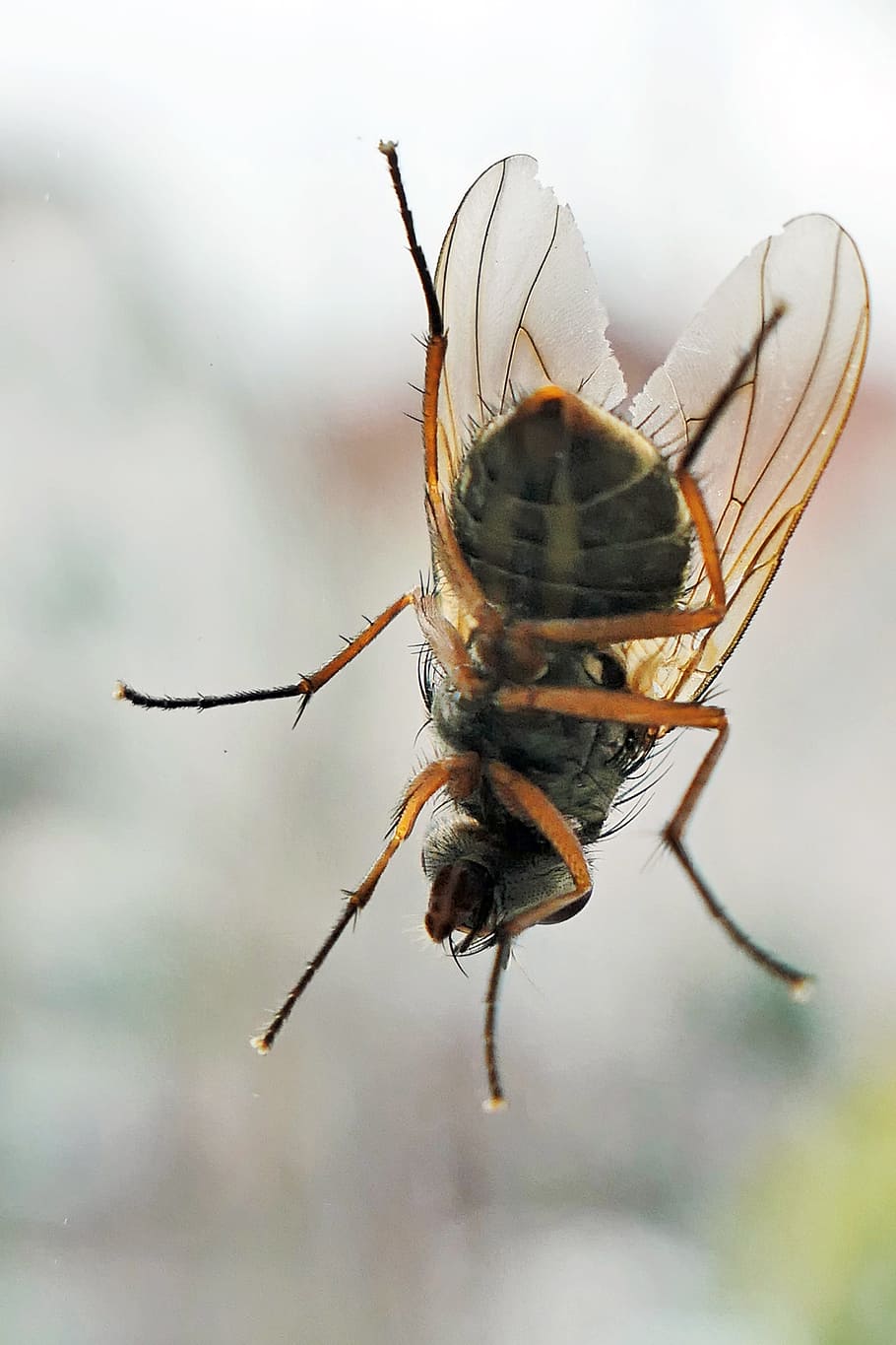 HD wallpaper: fly, insect, nature, flying, macro, animal world