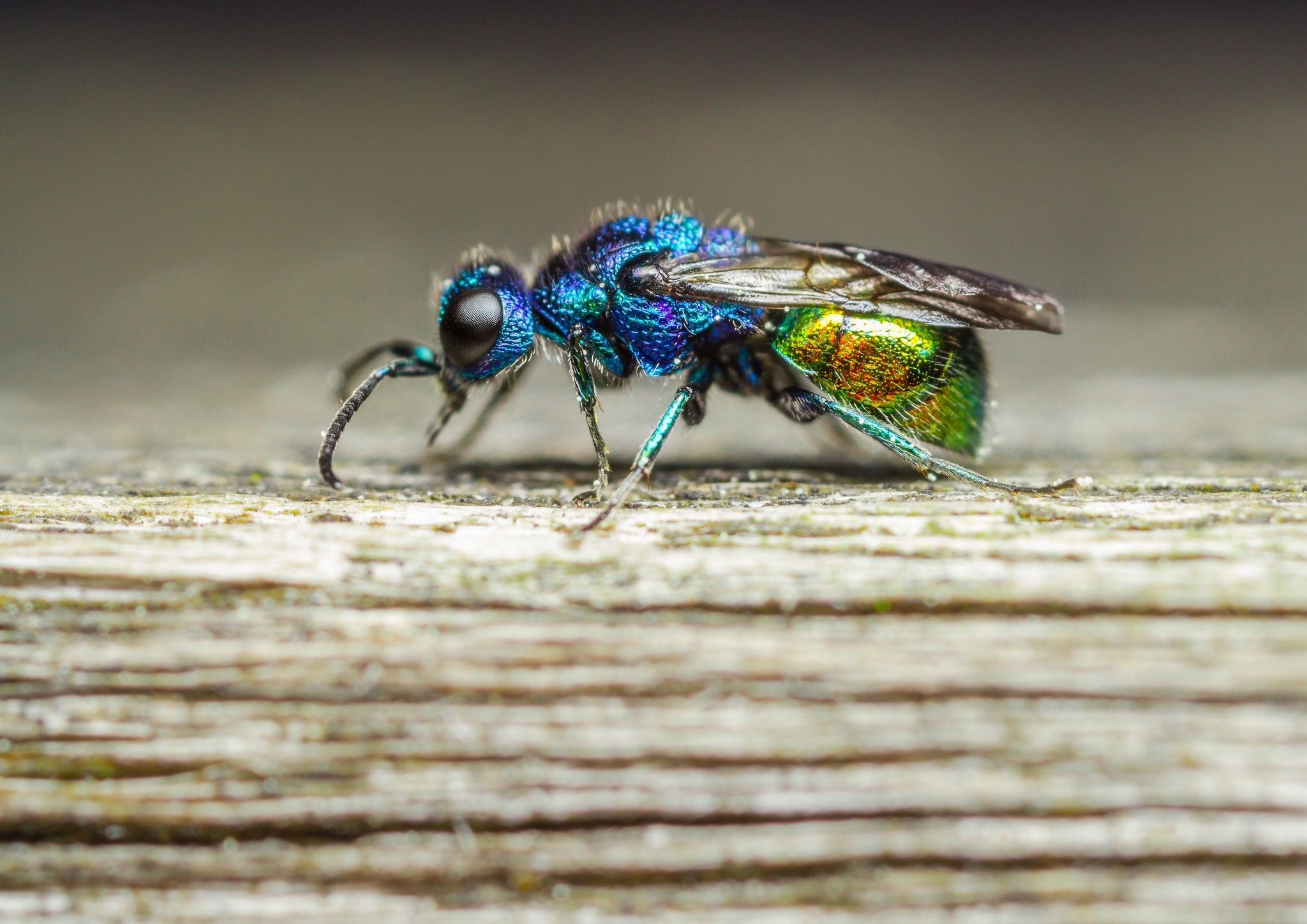 photography nature macro fly insect wood colorful Wallpaper HD