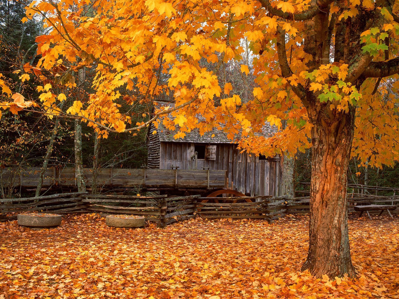 Cades Cove, TN in the fall. Smoky Mountains. Autumn scenery, Fall
