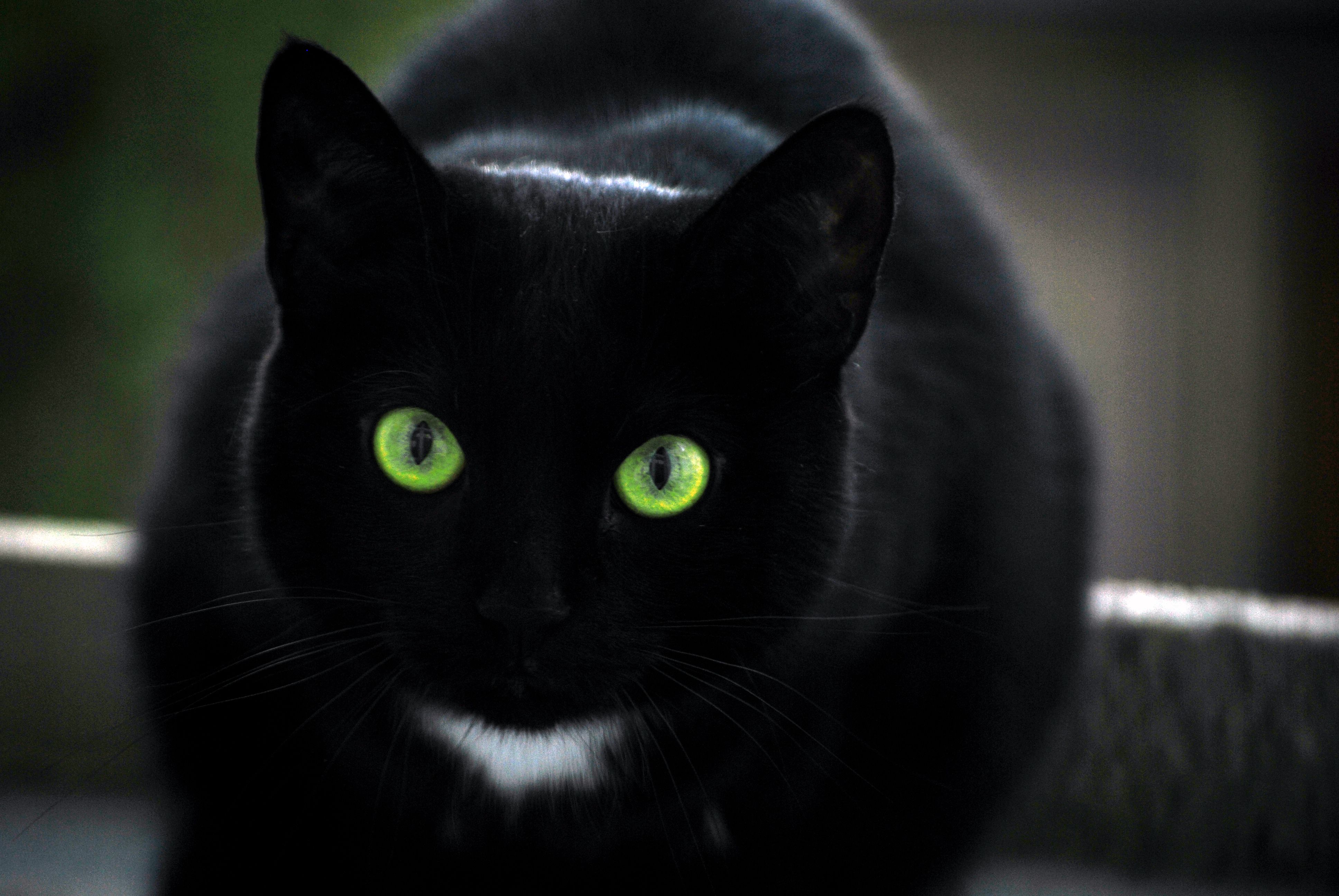 Black cat with green eyes and a white spot wallpaper and image
