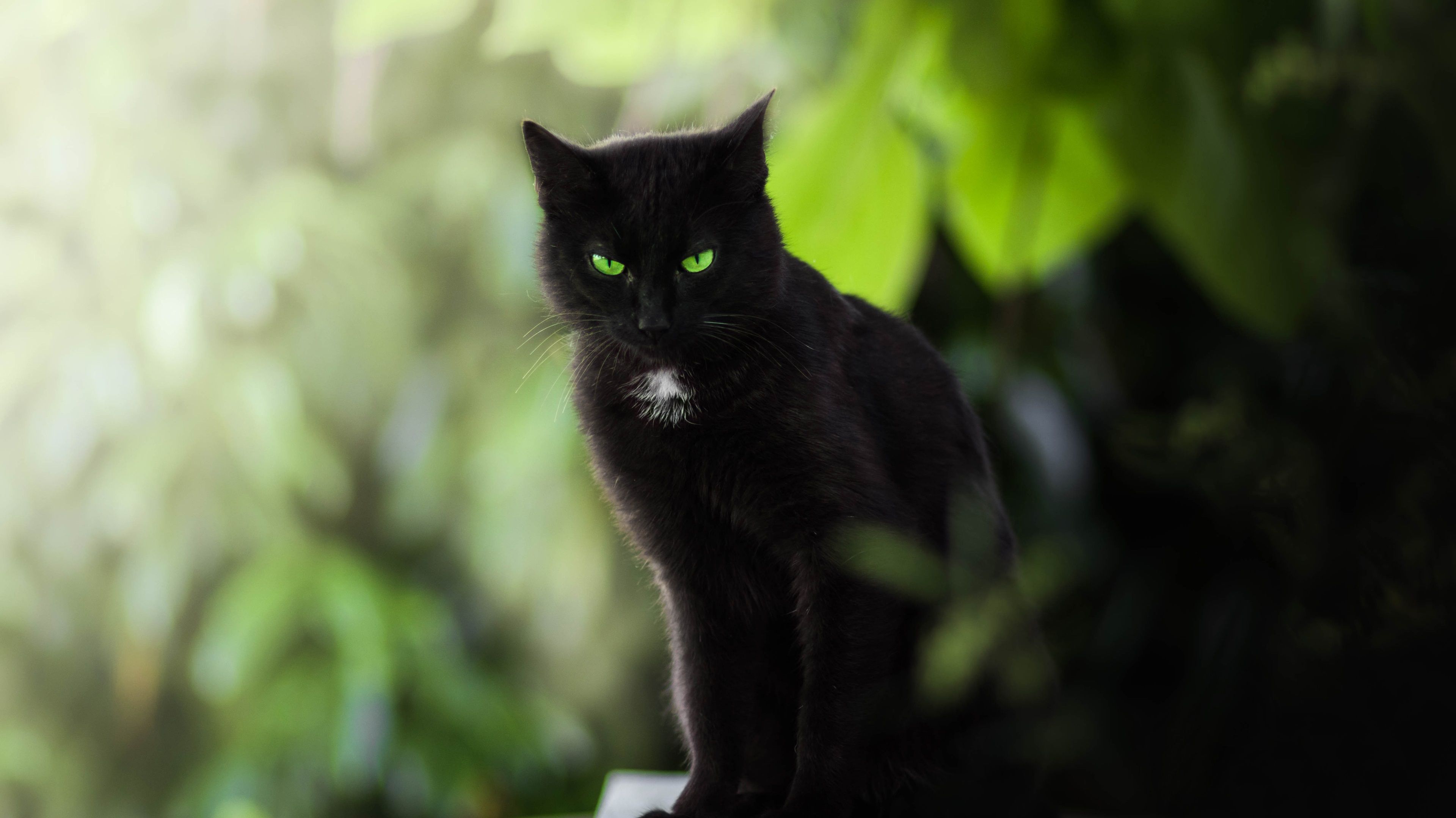 Wallpaper Black cat, green eyes 3840x2160 UHD 4K Picture, Image