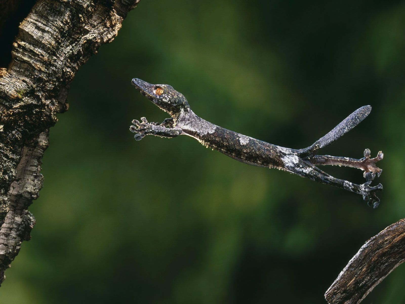 Jumping gecko. Satanic leaf tailed gecko, Gecko, Lizard