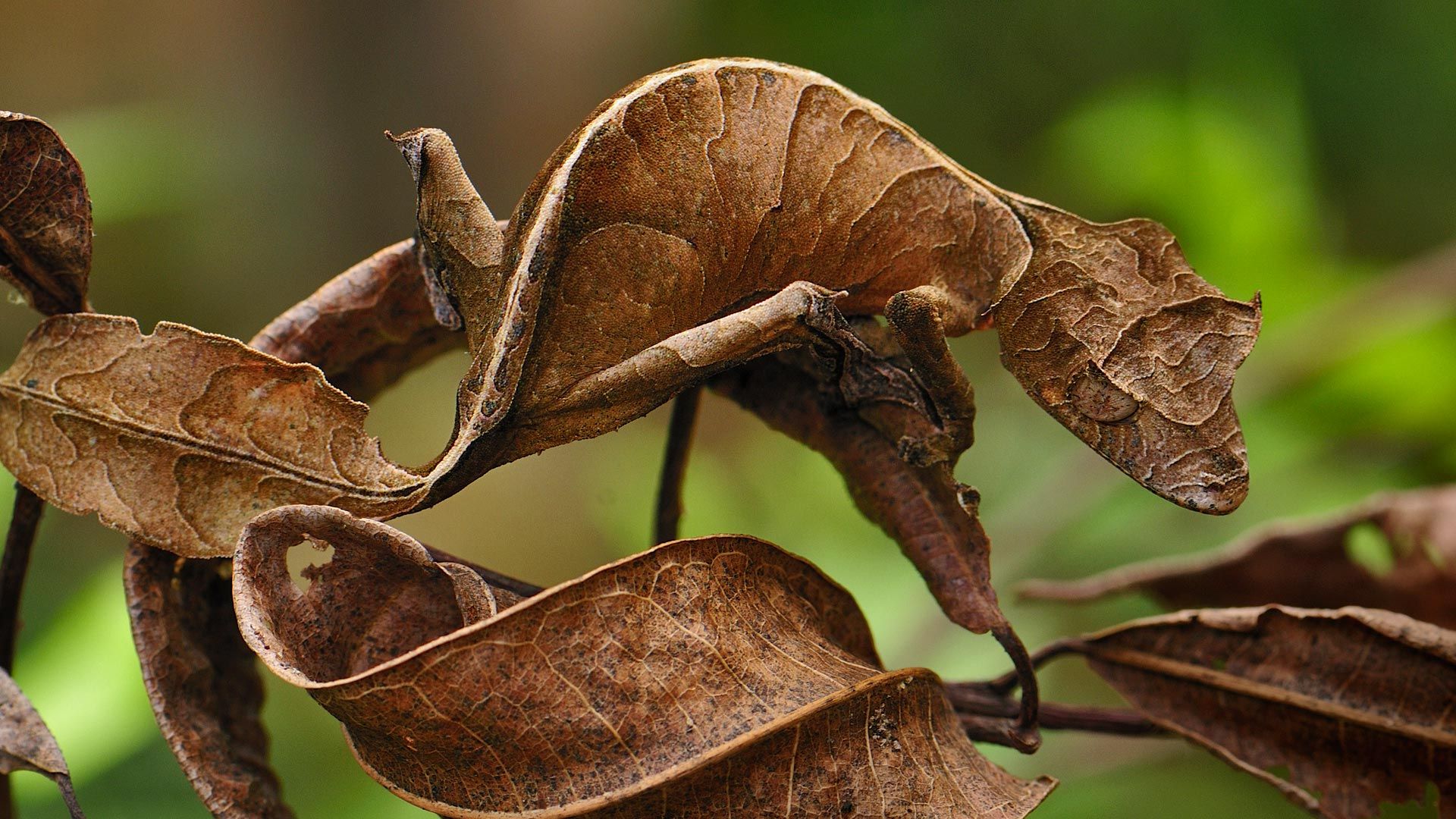 Fantastic Leaf Tail Gecko In Andasibe Mantadia National Park