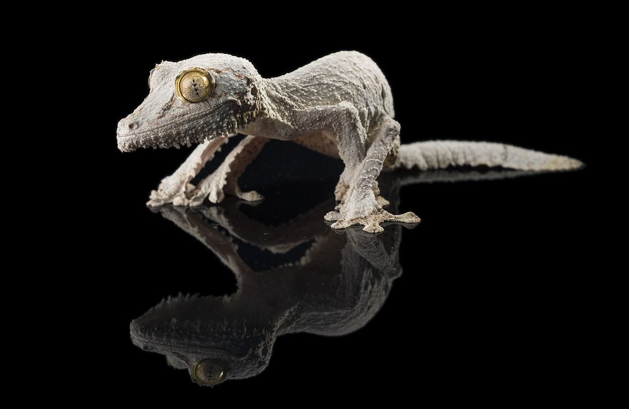 Animals in the News (With a Vladimir Putin Cameo)