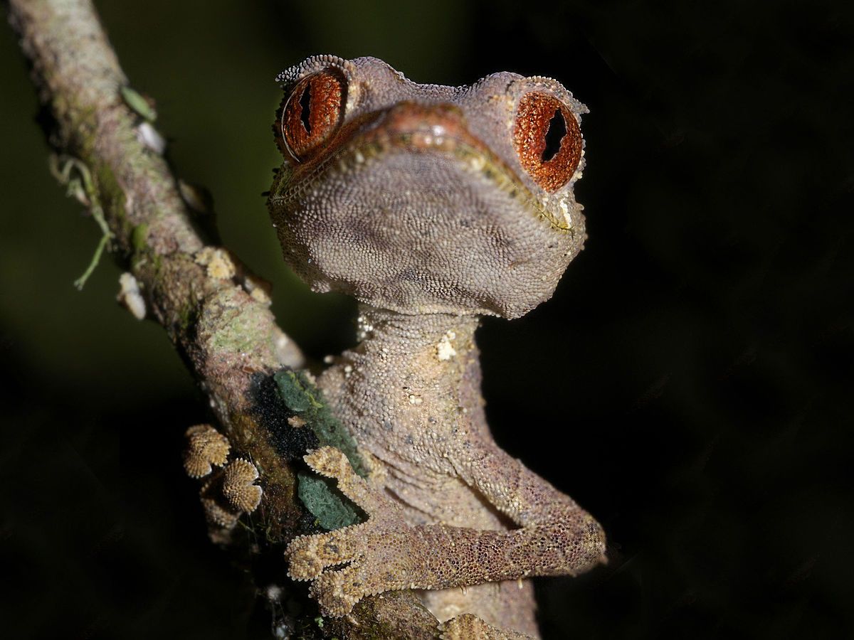 Satanic Leaf Tailed Gecko (Uroplatus phantasticus), Andasibe
