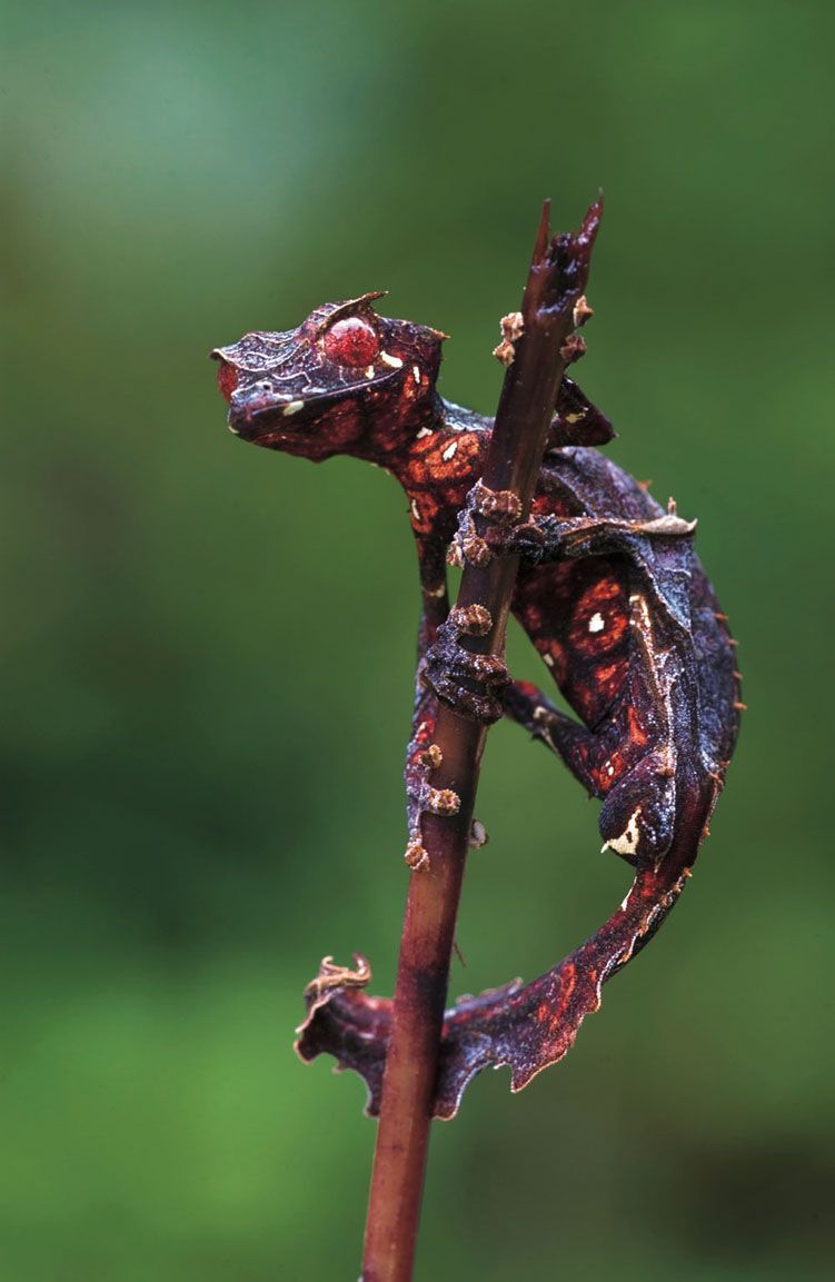 Satanic Leaf Tail Gecko. Satanic Leaf Tailed Gecko, Horned Lizard