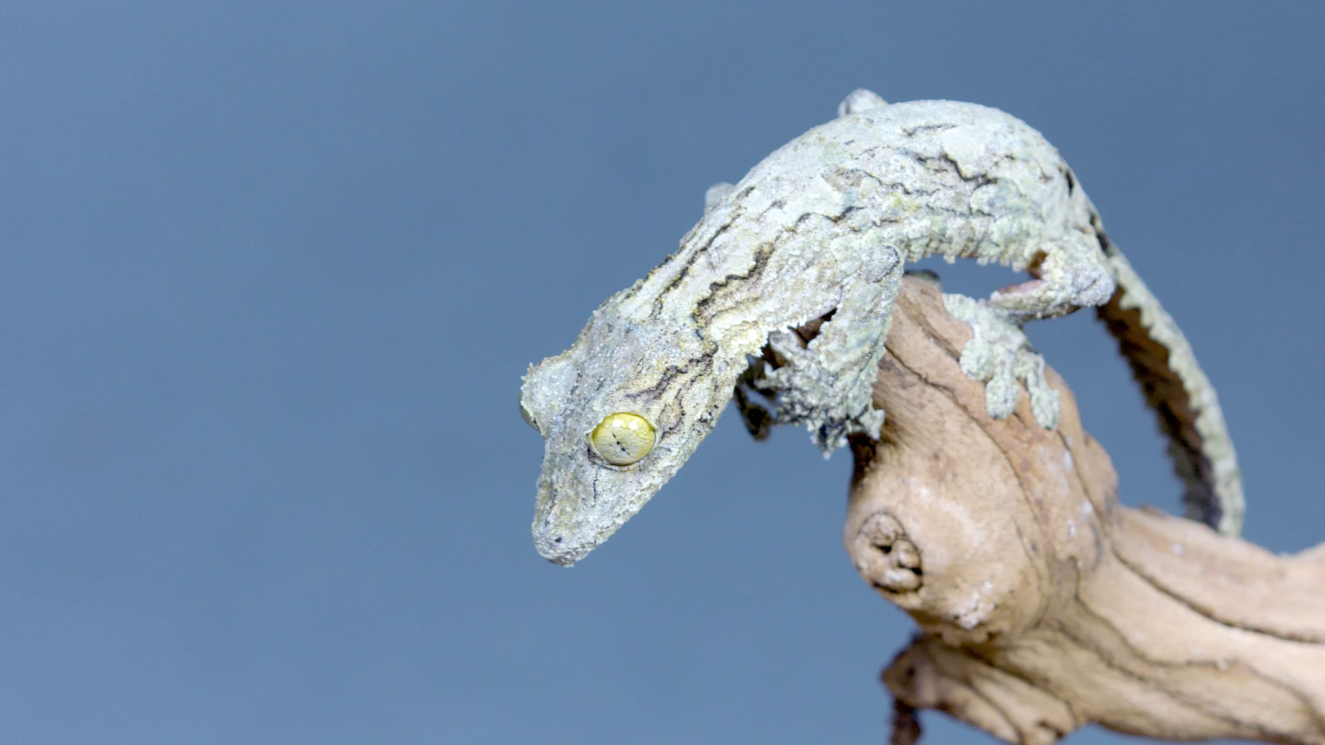 The Amazing Camouflage Of The Mossy Leaf Tailed Gecko