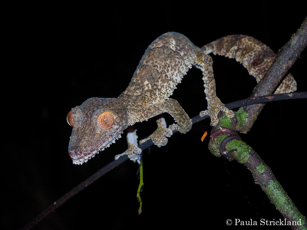 Henkel's Leaf Tailed Gecko Henkeli. Taken At Lo