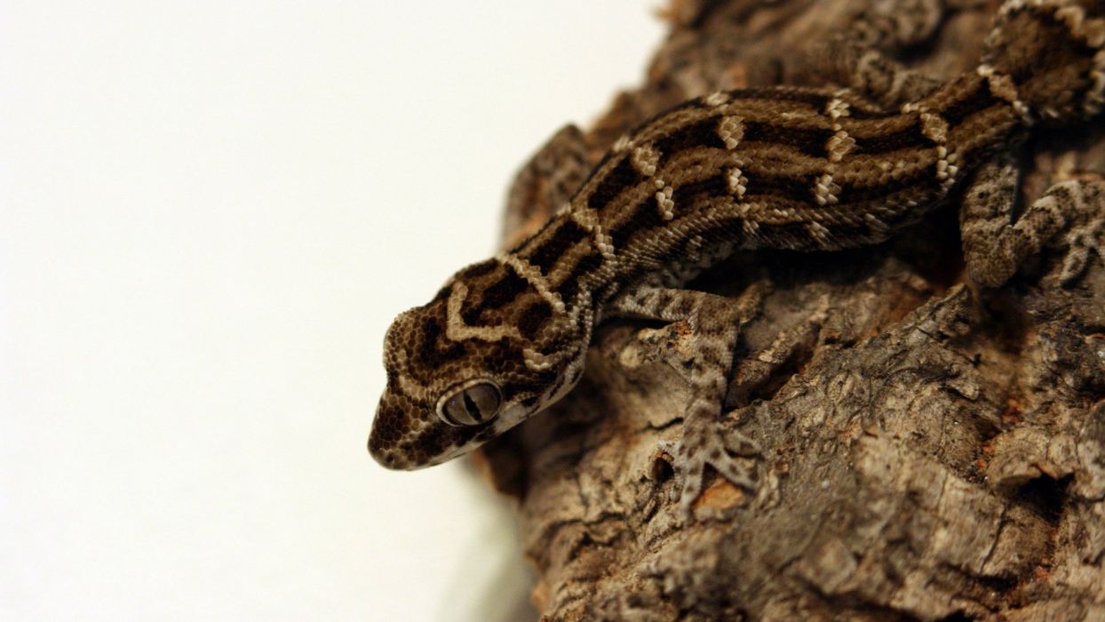 Geckos Fat Tail Gecko wallpaperx1080