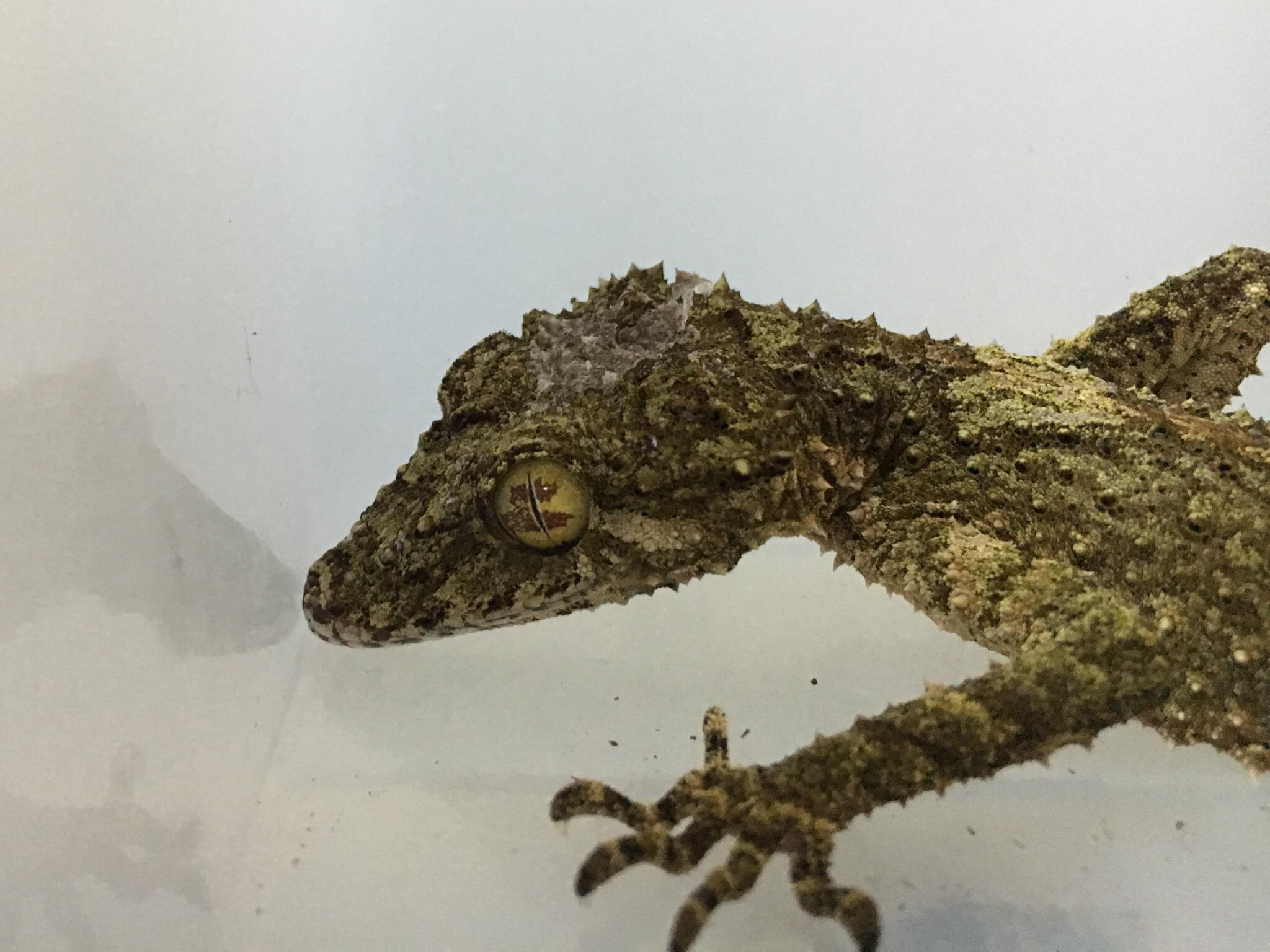 Beautiful Leaf Tailed Gecko