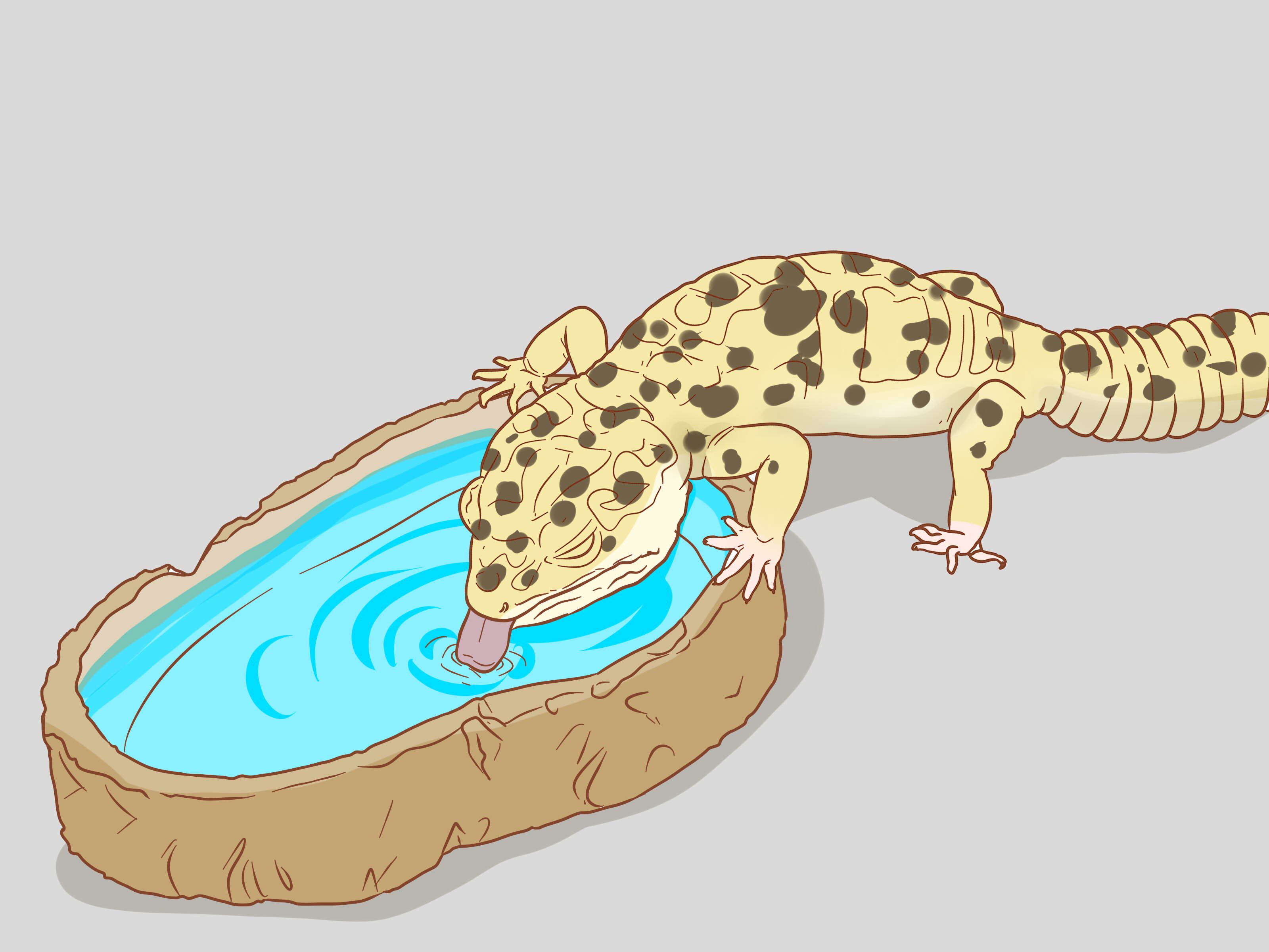 Turkish Gecko Wallpaper & Background Download