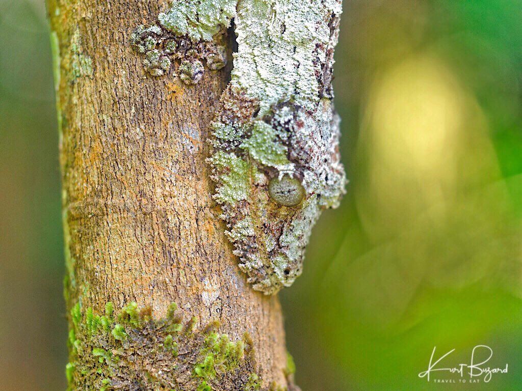 Unusual and Beautiful Geckos, Swifts and Reptiles of Madagascar