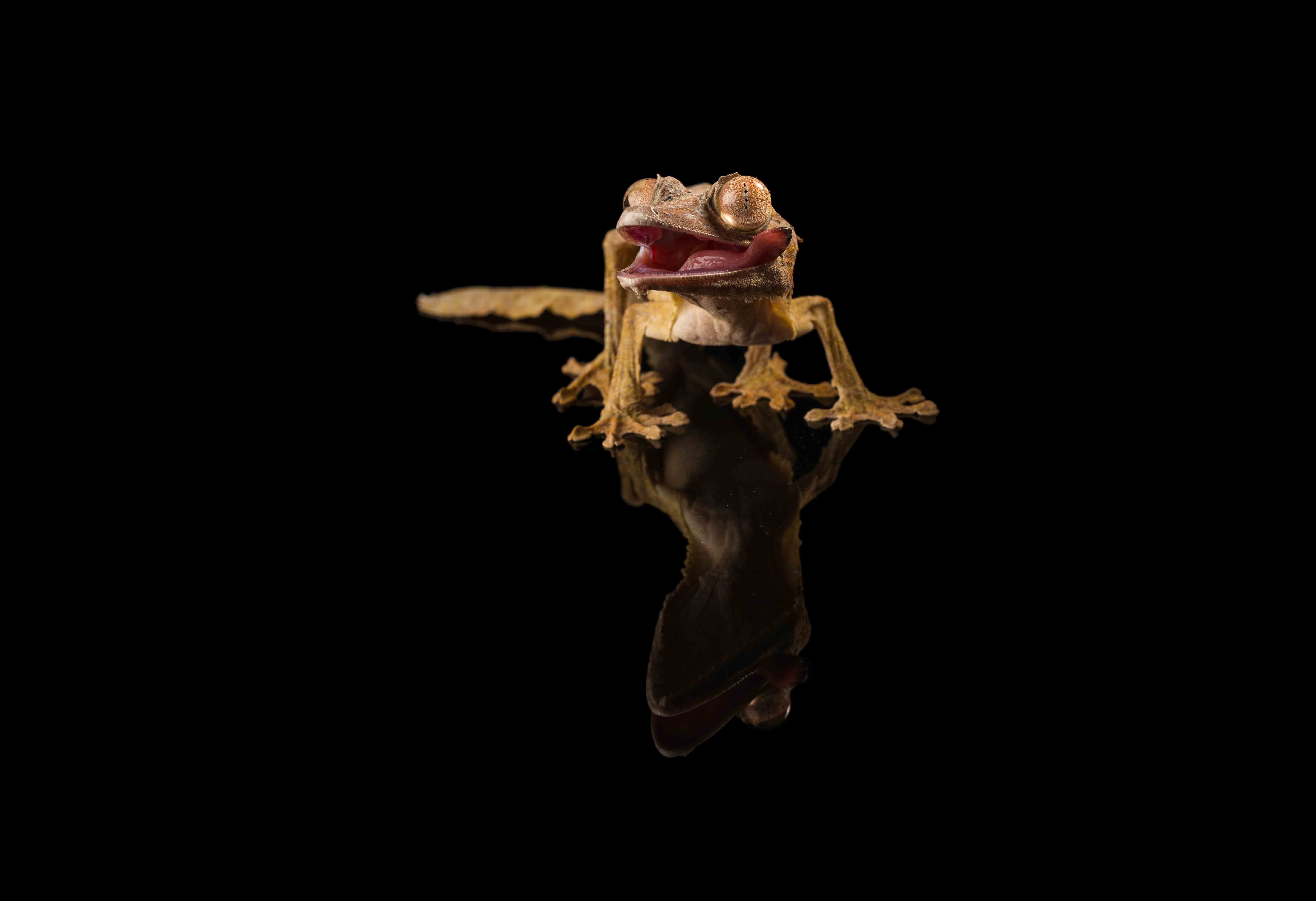 Research Suggests Madagascar No Longer an Evolutionary Hotspot