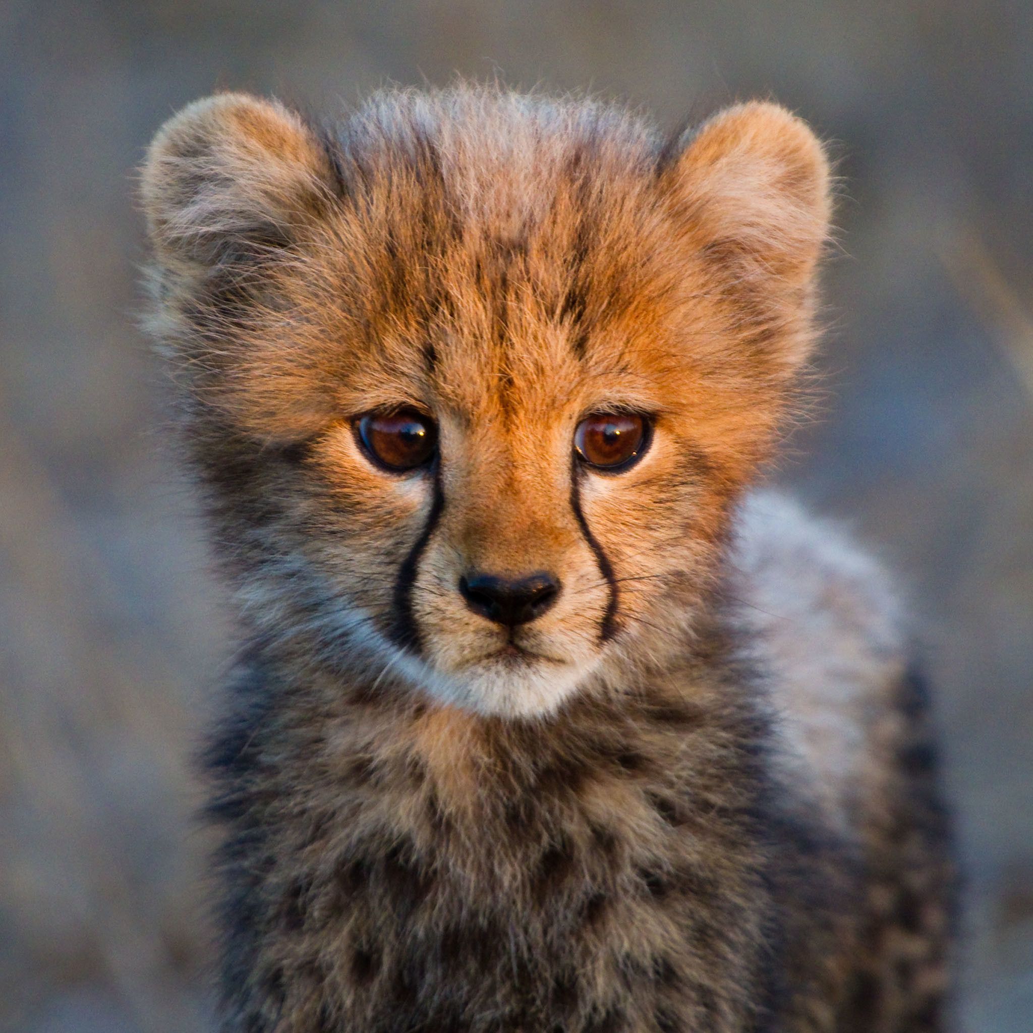 Baby Cheetah Wallpaper