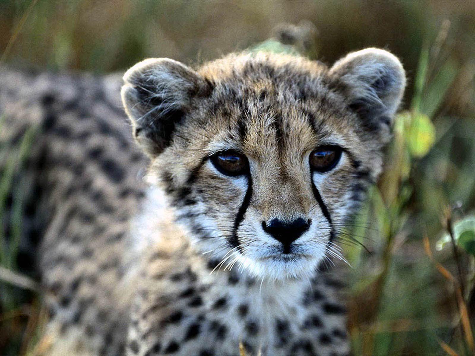 Baby Cheetah Wallpaper Free Baby Cheetah Background