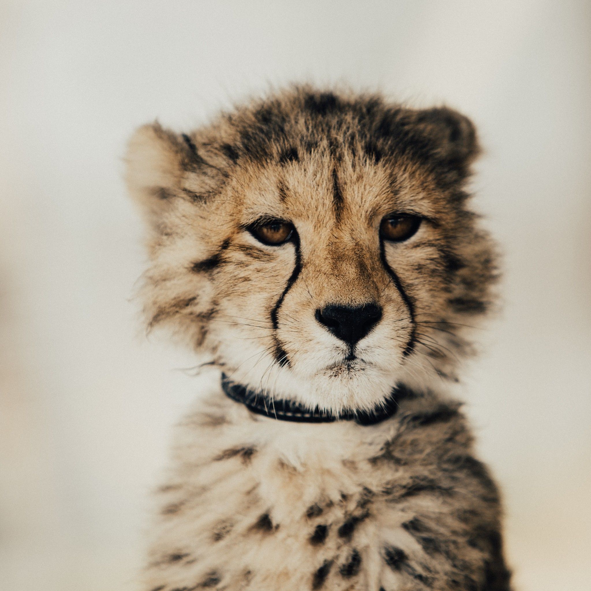 Baby Cheetah 5k iPad Air HD 4k Wallpaper, Image