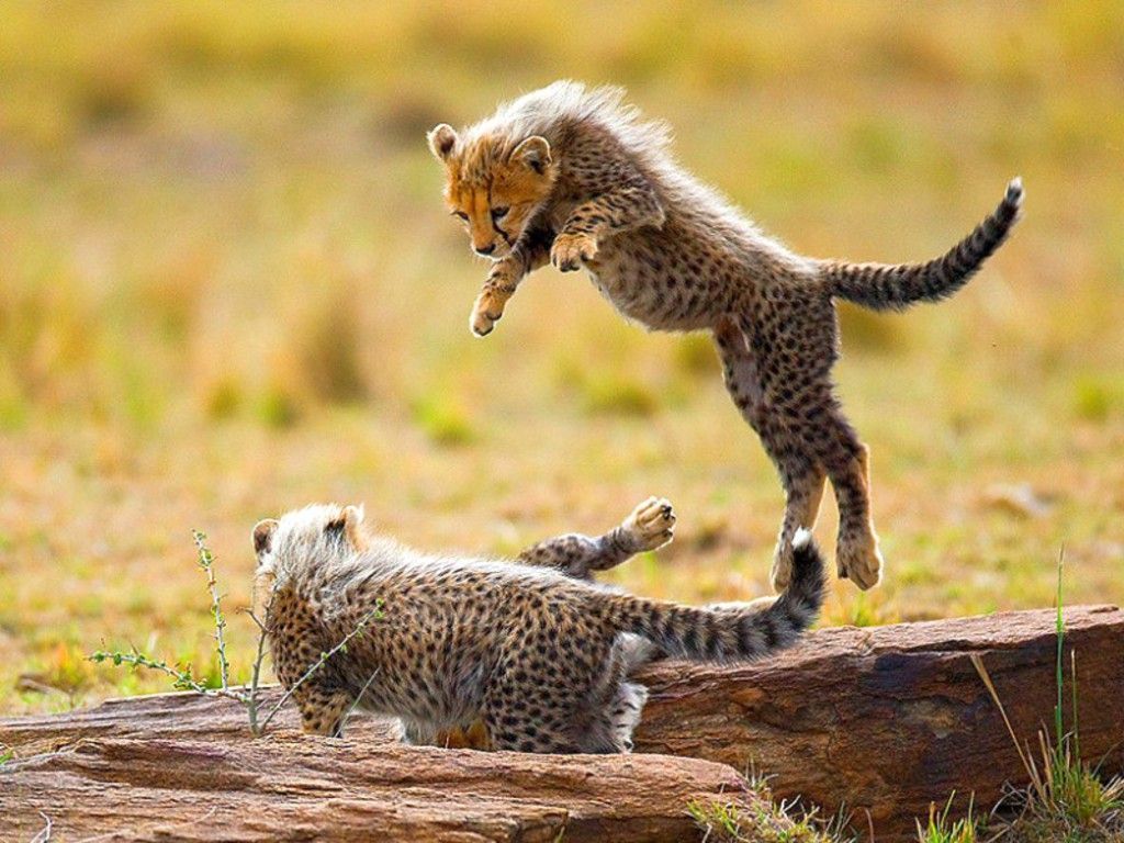 Baby Cheetah Cubs
