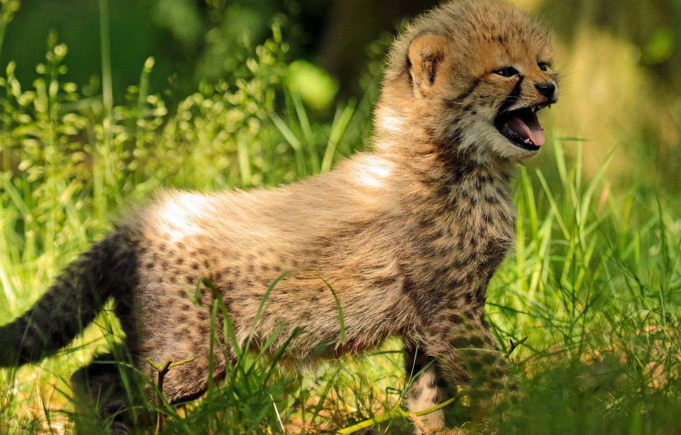 Wallpaper grass, baby, Cheetah, cub, kitty image for desktop