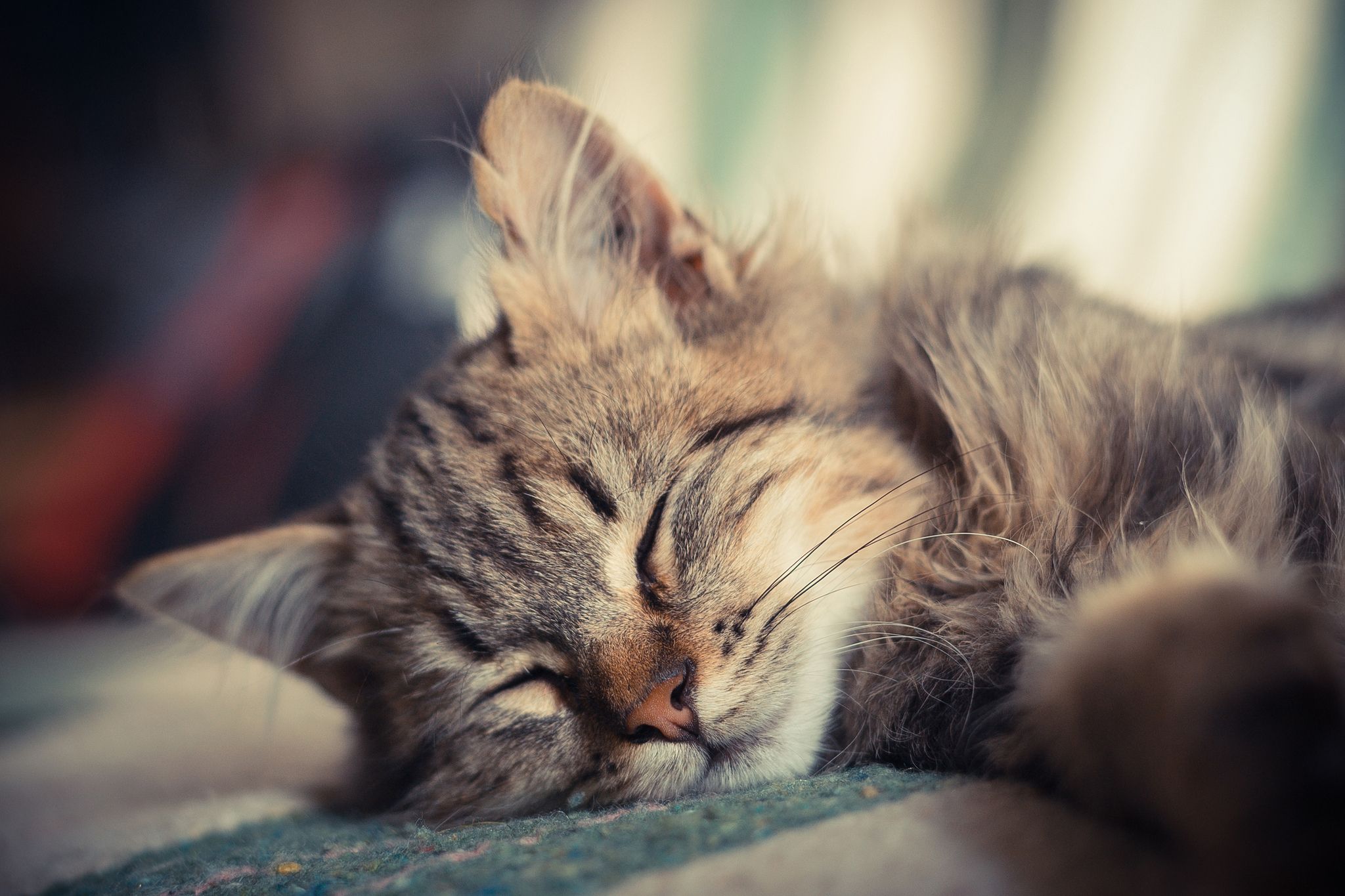 Image Cats Sleep Animals 2048x1365