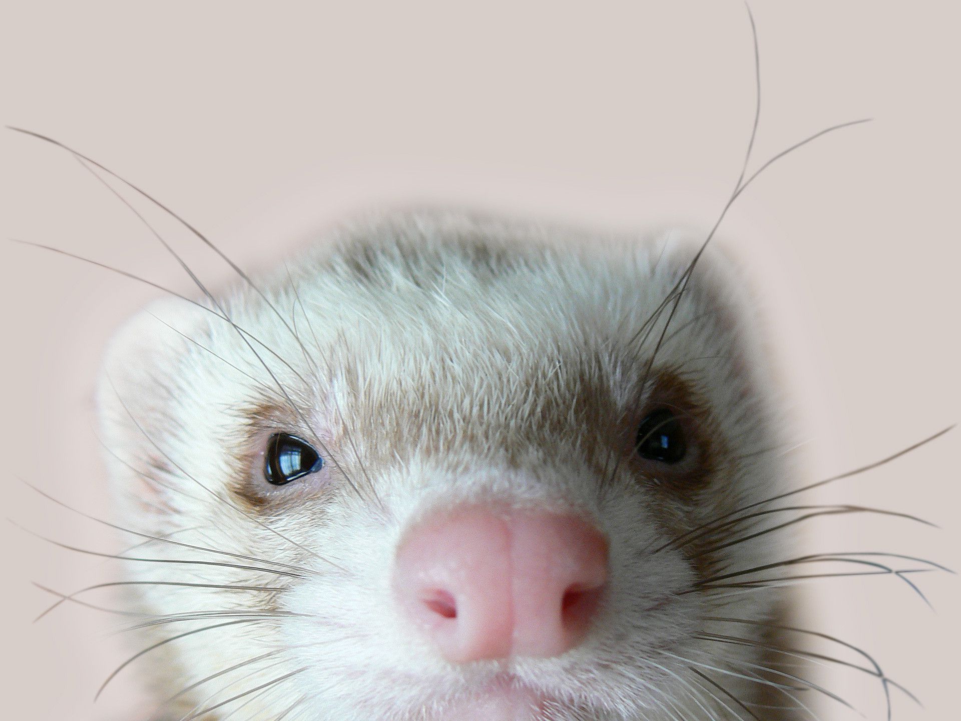 Baby Ferrets Wallpapers - Wallpaper Cave