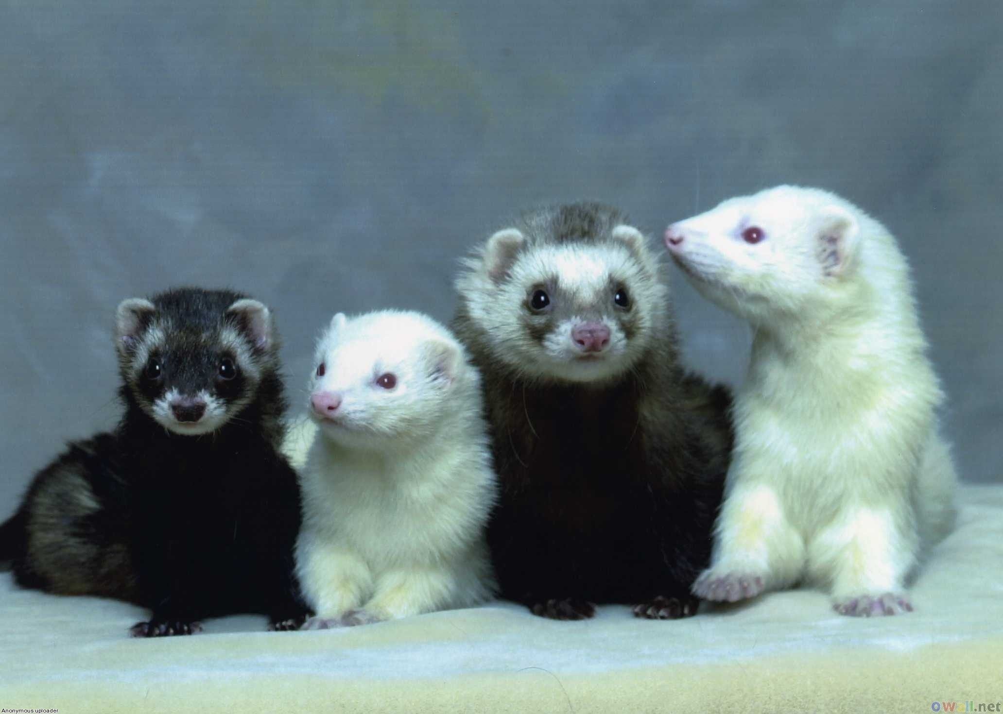 Cute Ferret Wallpaper