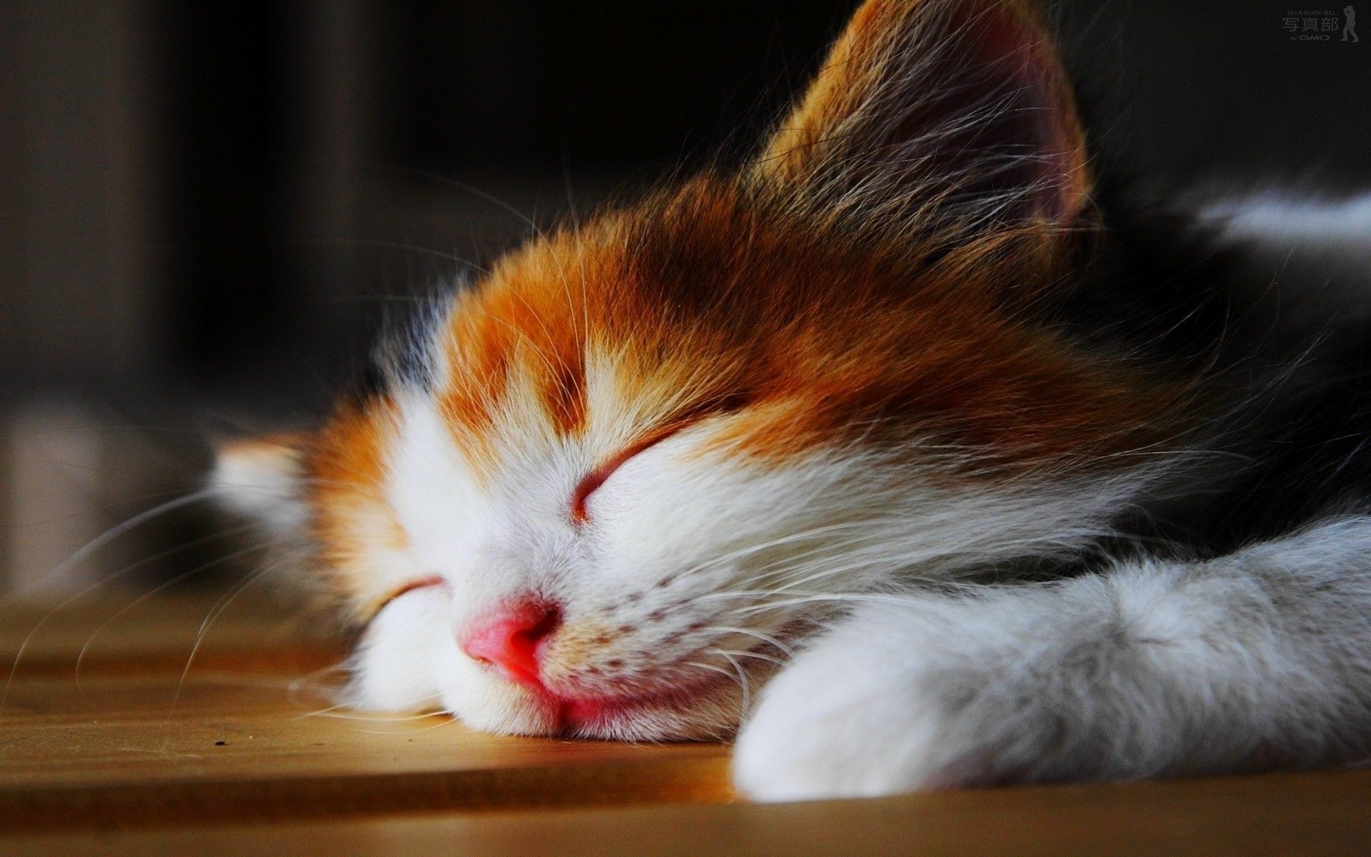 Amazingly Cute Sleepy Kitten