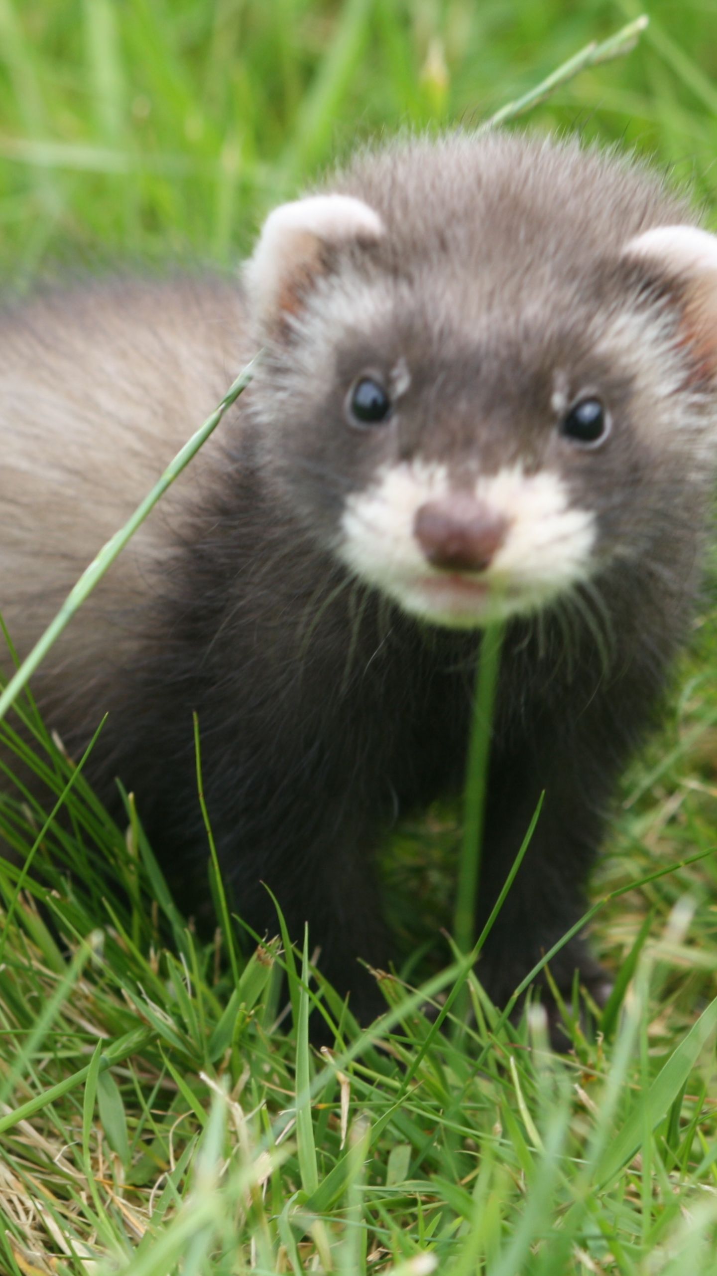 Free download Picture Of Cute Baby Ferrets Dog Breeds Picture