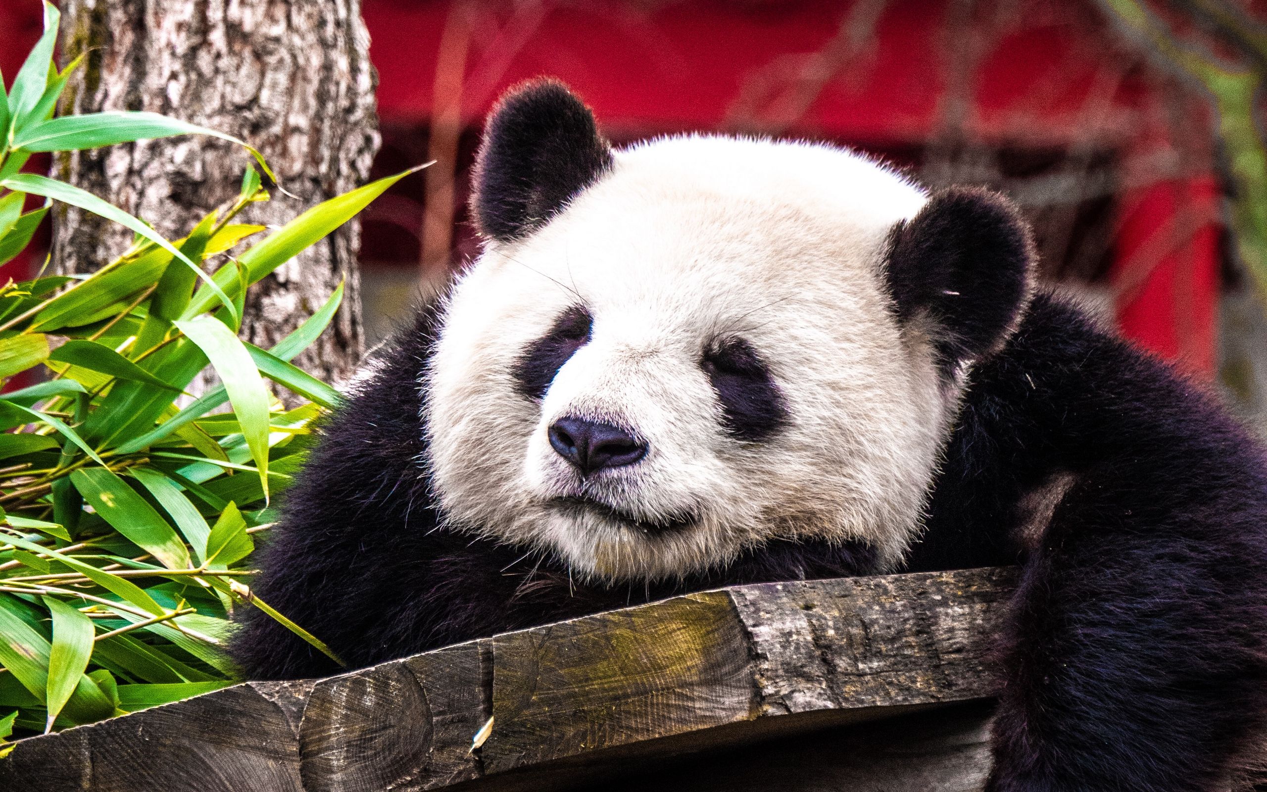 Download wallpaper 2560x1600 panda, sleep, cute, animal widescreen
