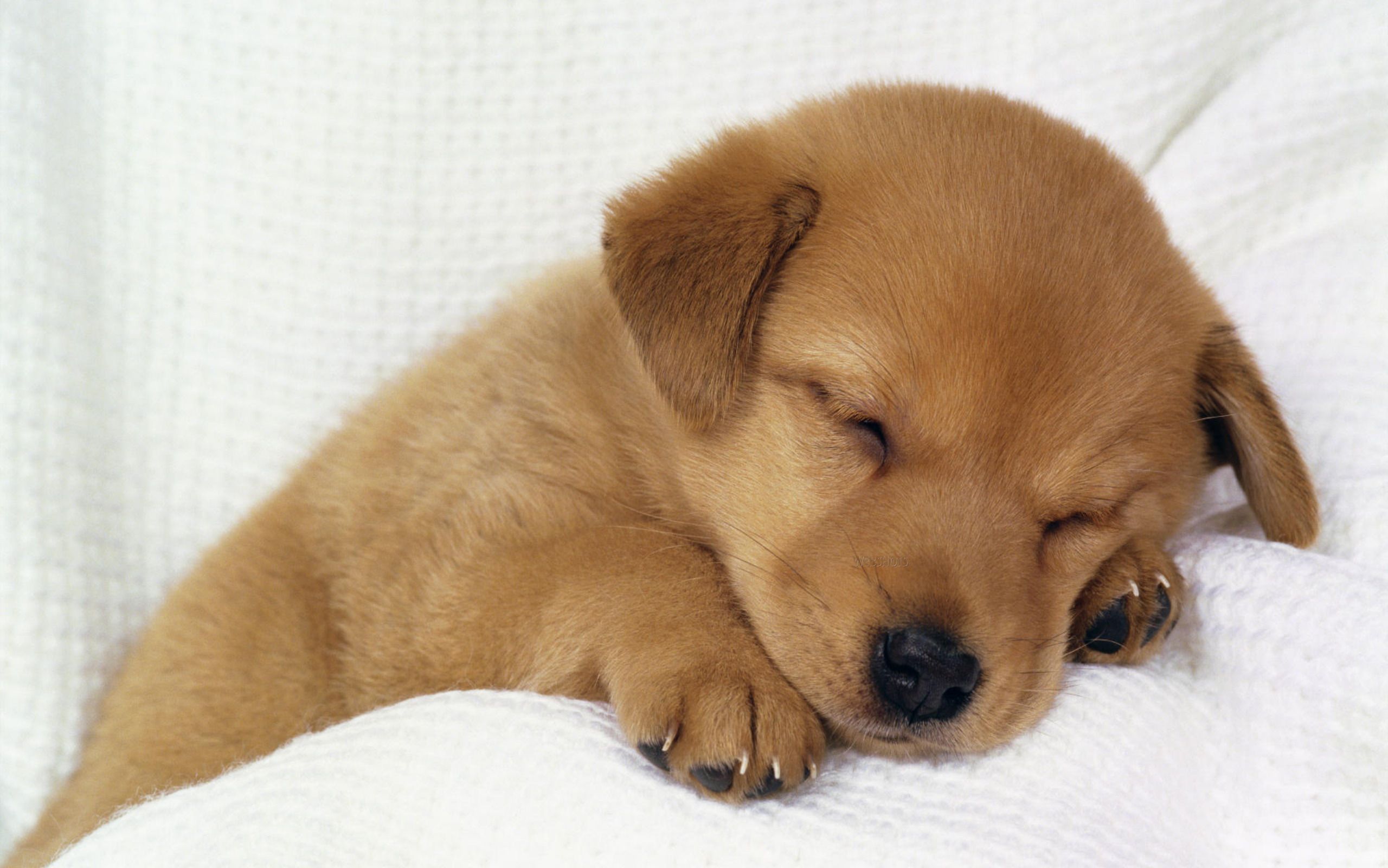 Cute Sleeping Dog wallpaperx1600