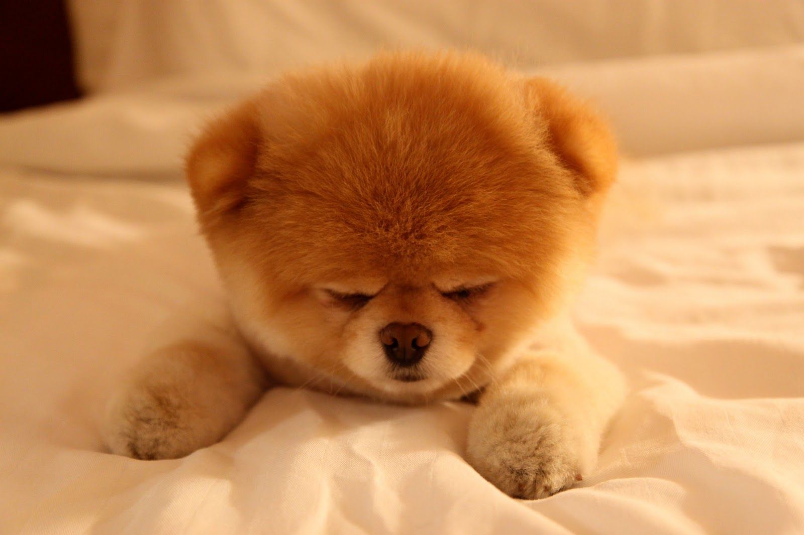 Free download Boo The Cutest Dog Sleepy HD Wallpaper Animals