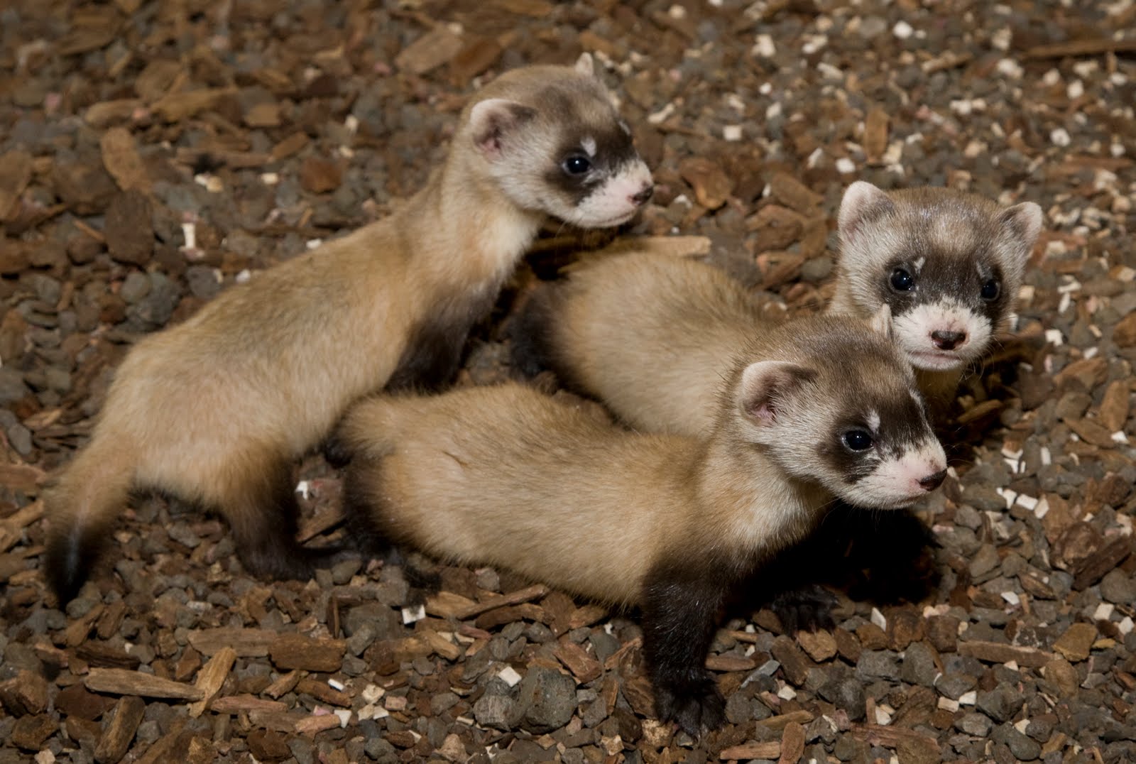 Free download Baby Black Footed Ferret Image Picture Becuo