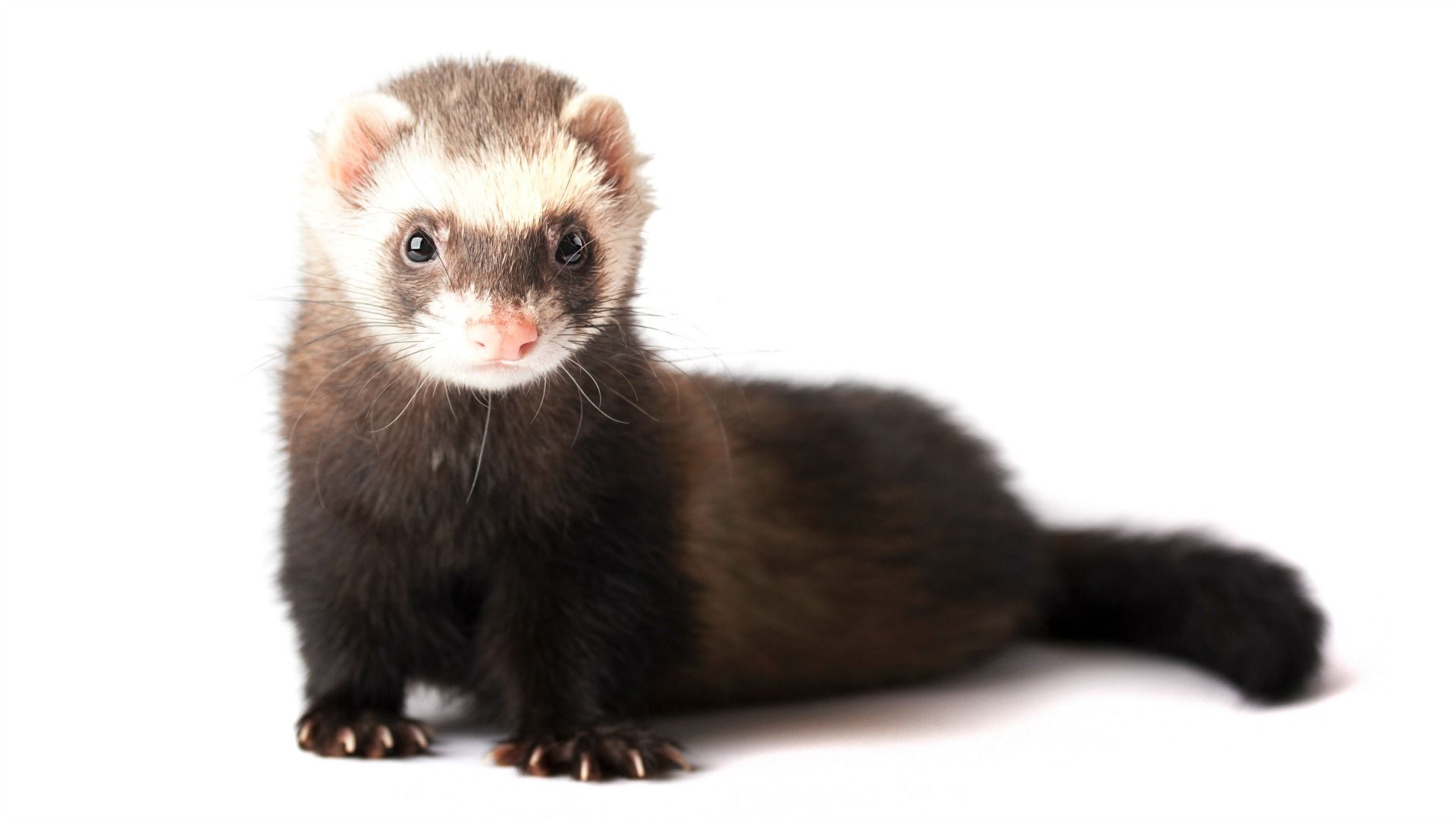 Ferret facts that will either freak you out or make you want to