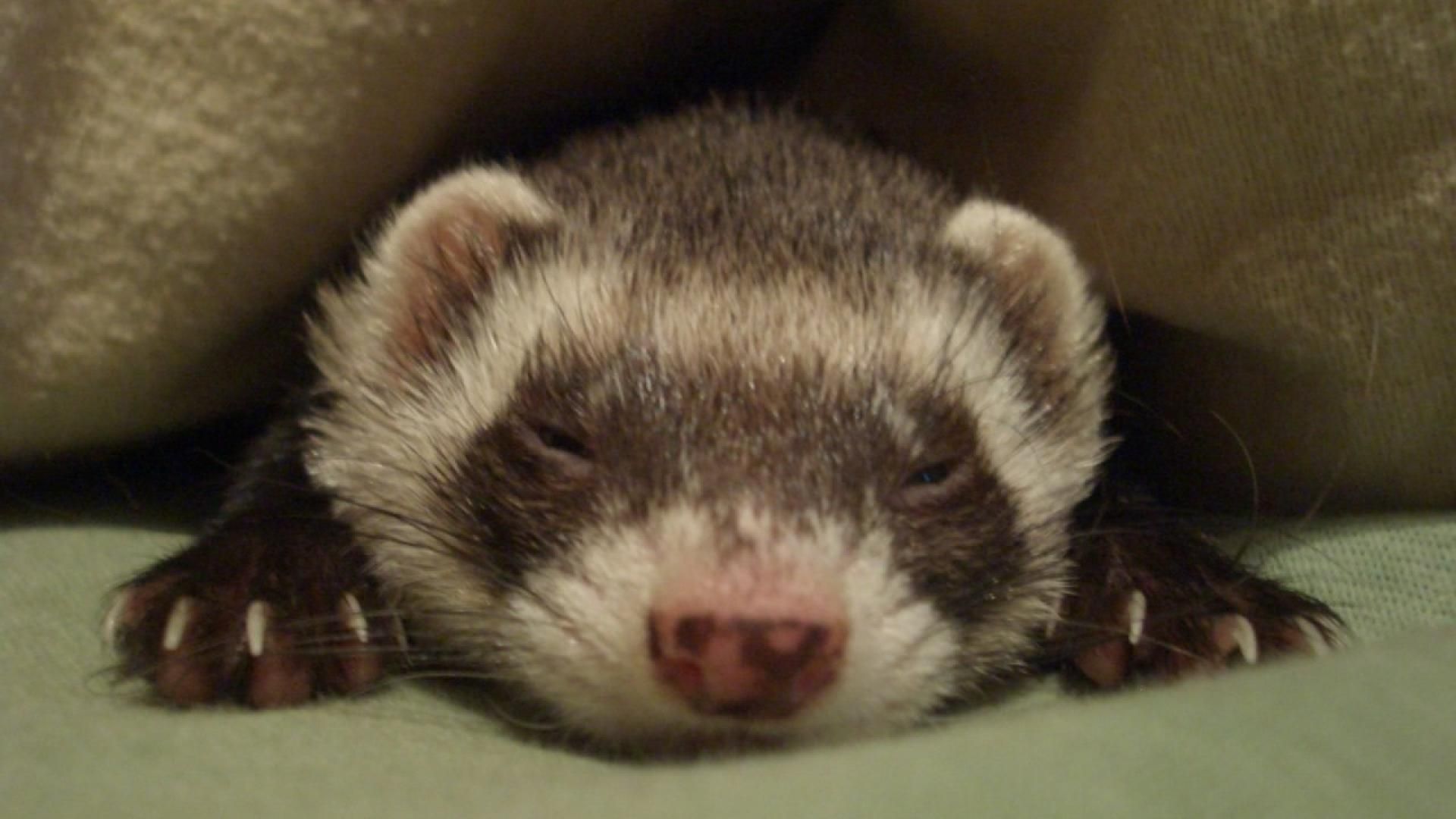 Baby Ferrets Wallpapers - Wallpaper Cave