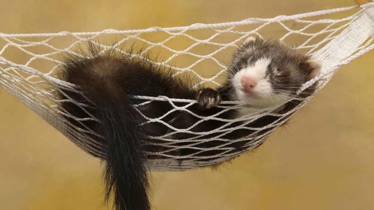 What Kind of Habitat Should You Have For Your Ferret. HealthyPets