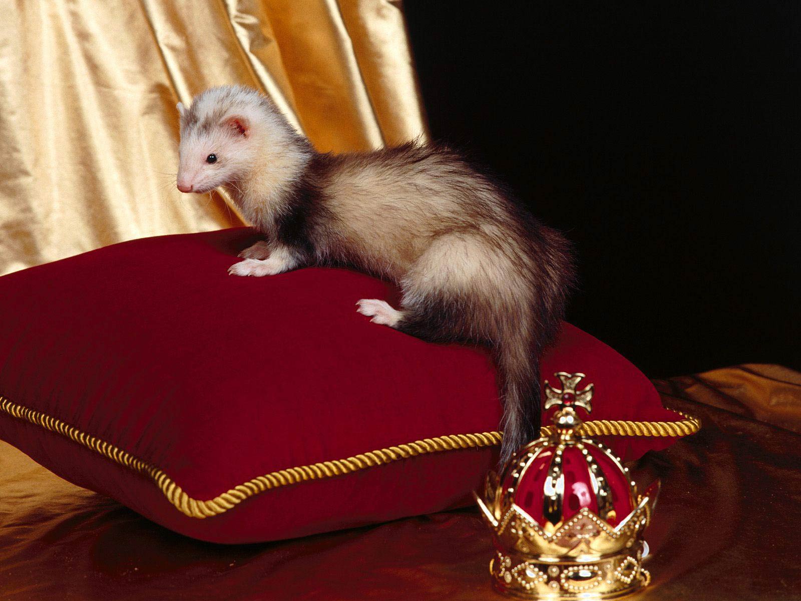 Free Ferret Wallpaper Download Ferrets, Download Wallpaper
