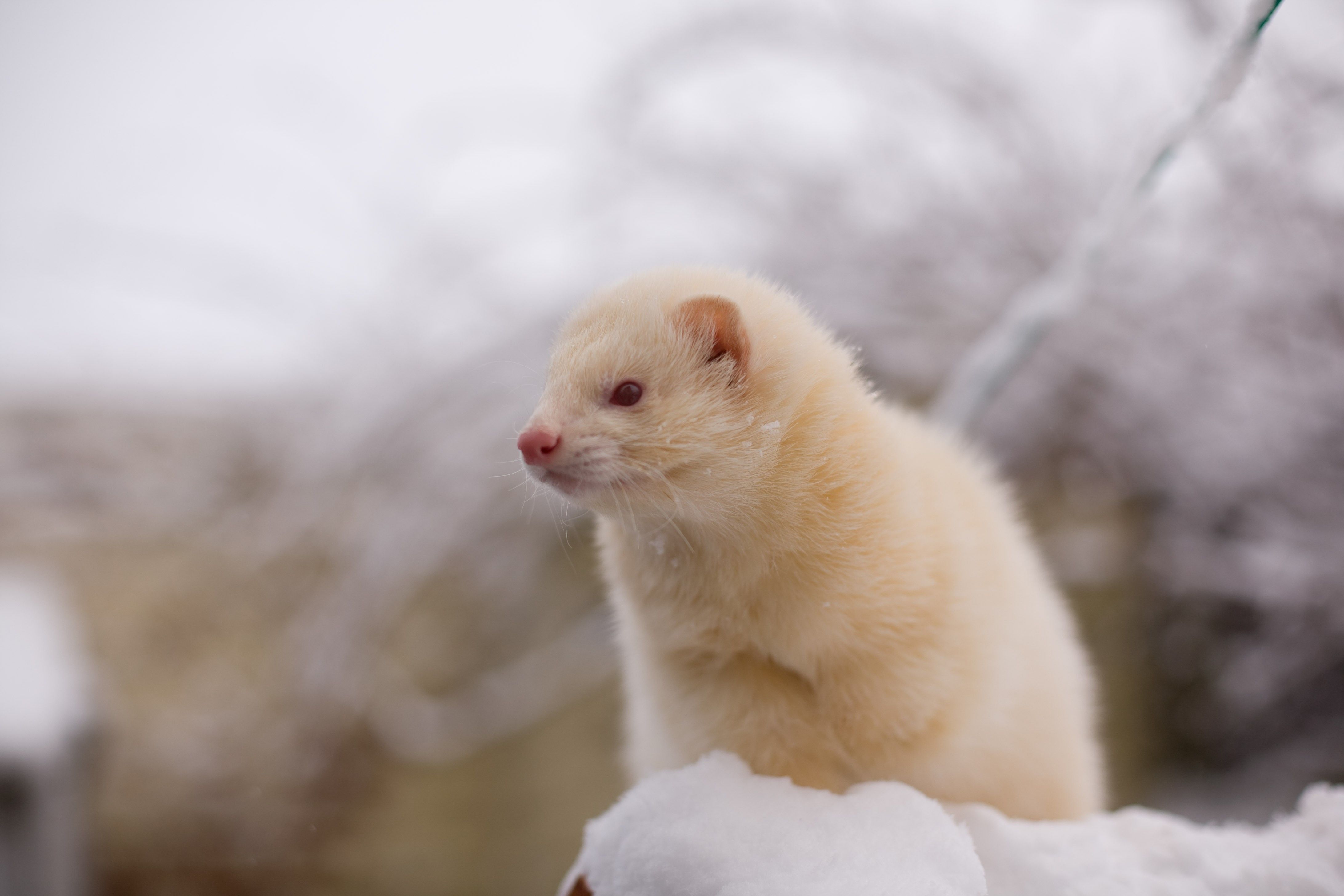 White, Baby, Ferrets, High, Resolution, Wallpapaer