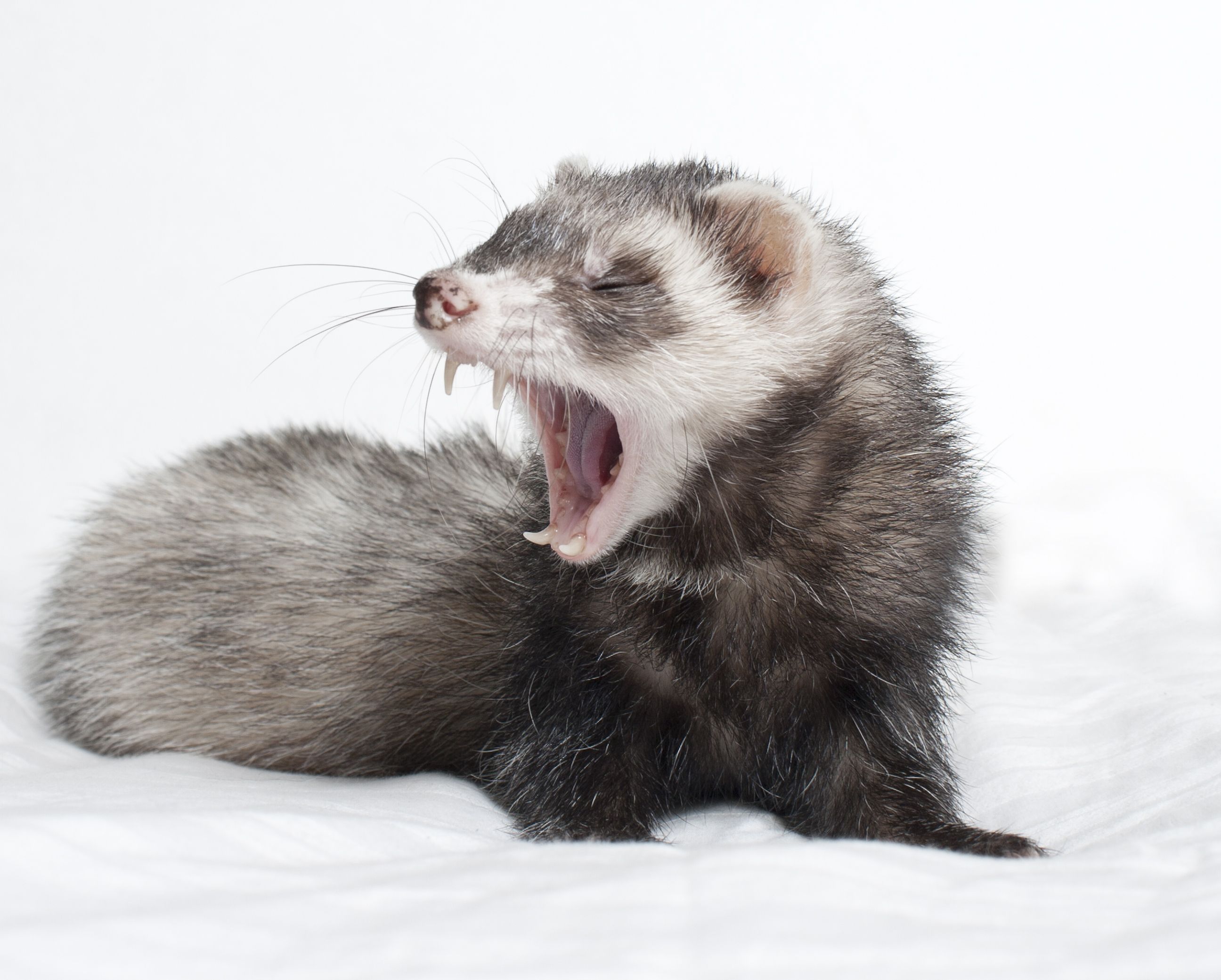 Ferret Teeth and Dental Care for Ferrets