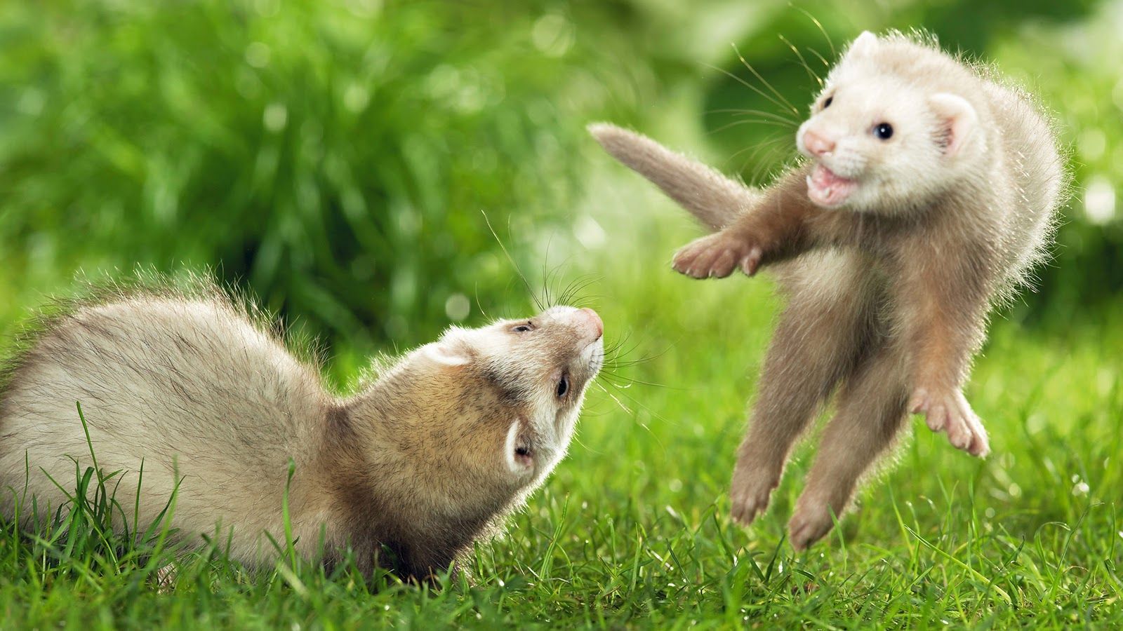 Beautiful Animals HD Wallpaper etc FN. Cute ferrets, Animals