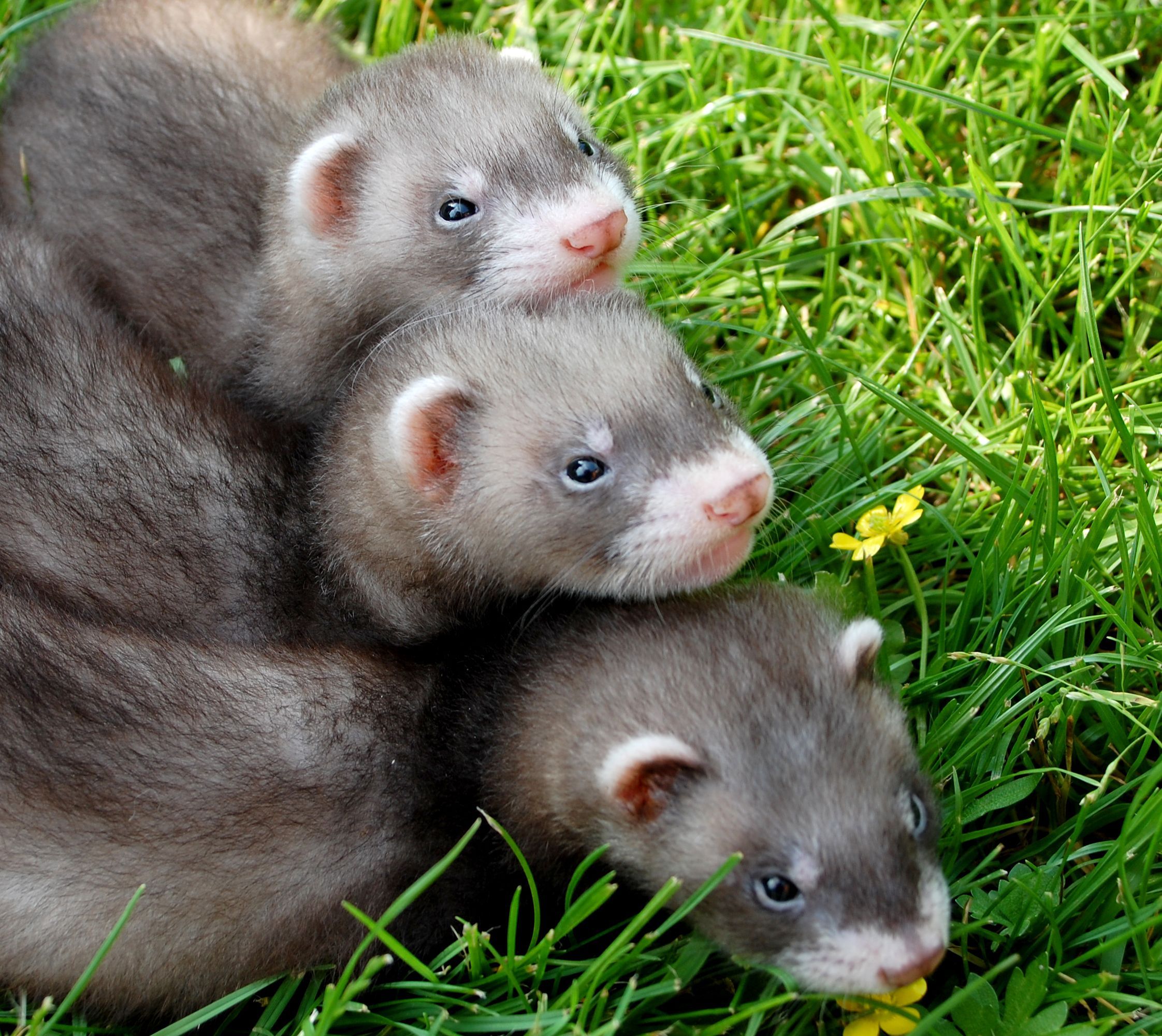 ferrets. Cute ferrets, Baby ferrets, Ferret