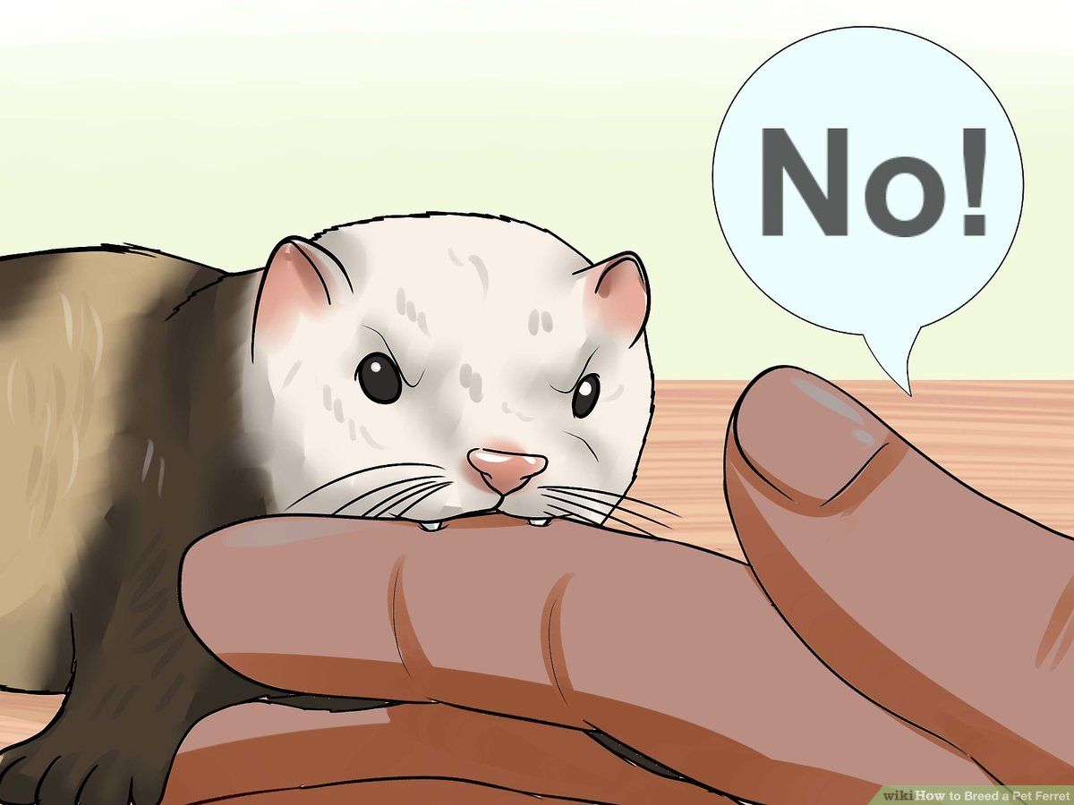 How to Breed a Pet Ferret (with Picture)